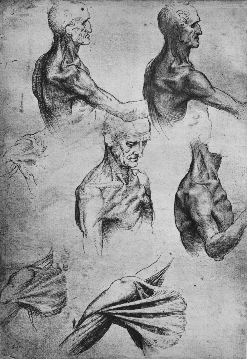 Tutkimuksia miehen päästä ja hartioista, c1480 1945 tekijältä Leonardo da Vinci