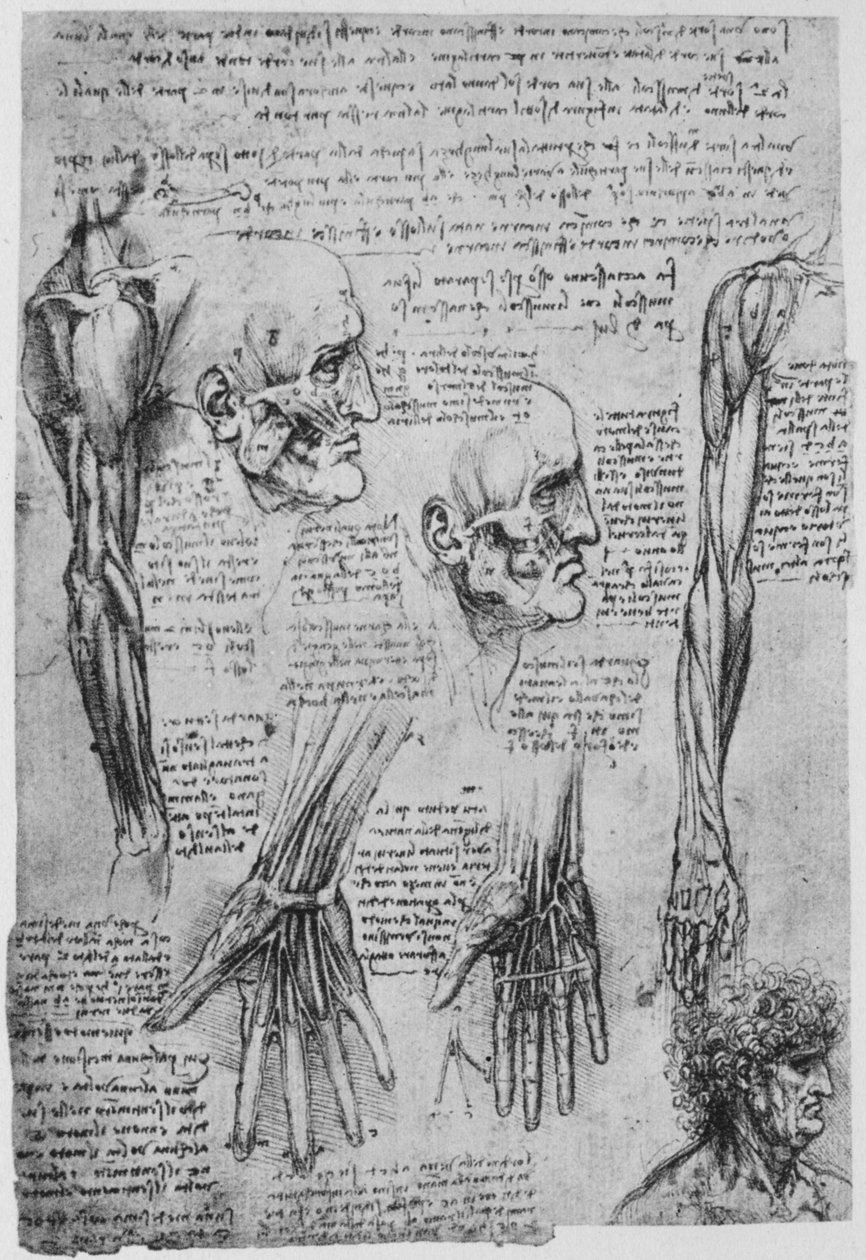 Kasvojen ja käsivarsien lihasten tutkimukset, c1480 1945 tekijältä Leonardo da Vinci