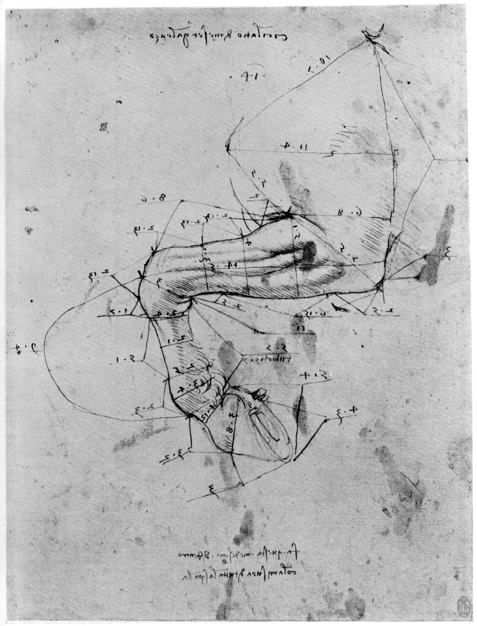 Tutkimus hevosen jalan suhteessa, 1400-luvun loppu tai 1500-luvun alku 1954. tekijältä Leonardo da Vinci