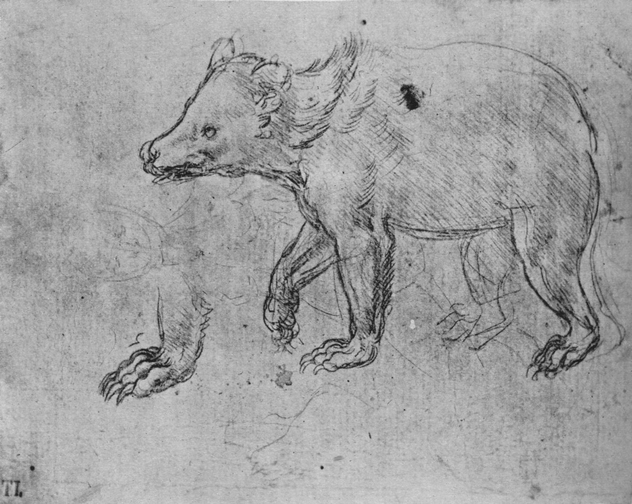 Study of a Bear, c1480 1945 tekijältä Leonardo da Vinci