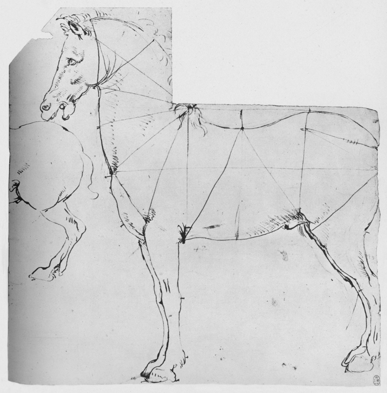 Tutkimus hevosesta, joka on merkitty mittaukseen, c1480 1945 tekijältä Leonardo da Vinci