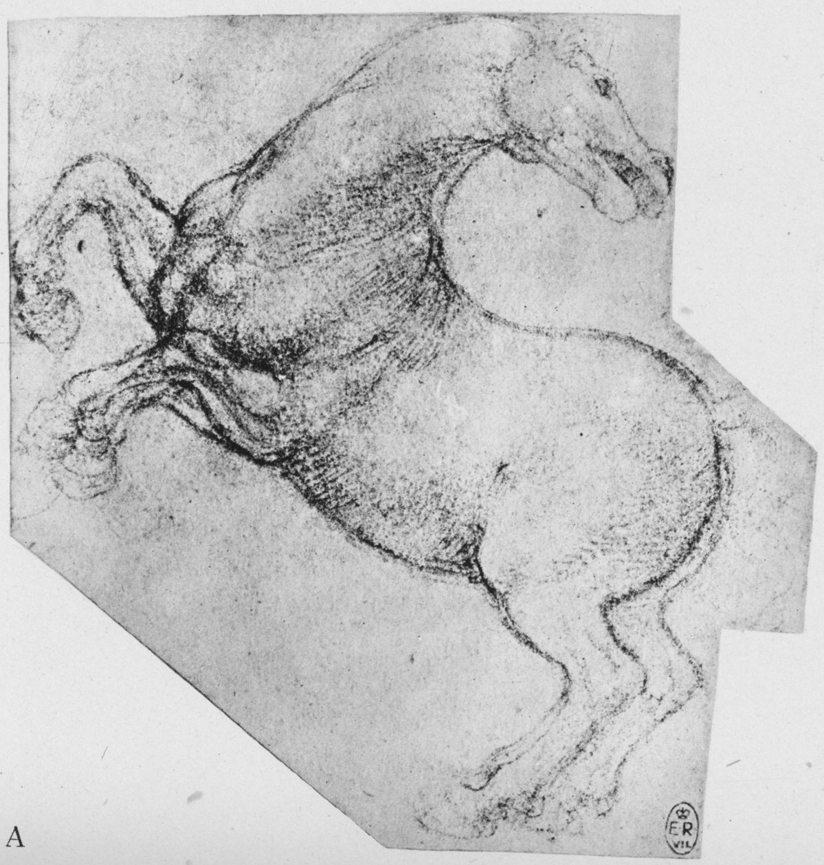 Kasvatushevostutkimus, c1480 1945 tekijältä Leonardo da Vinci