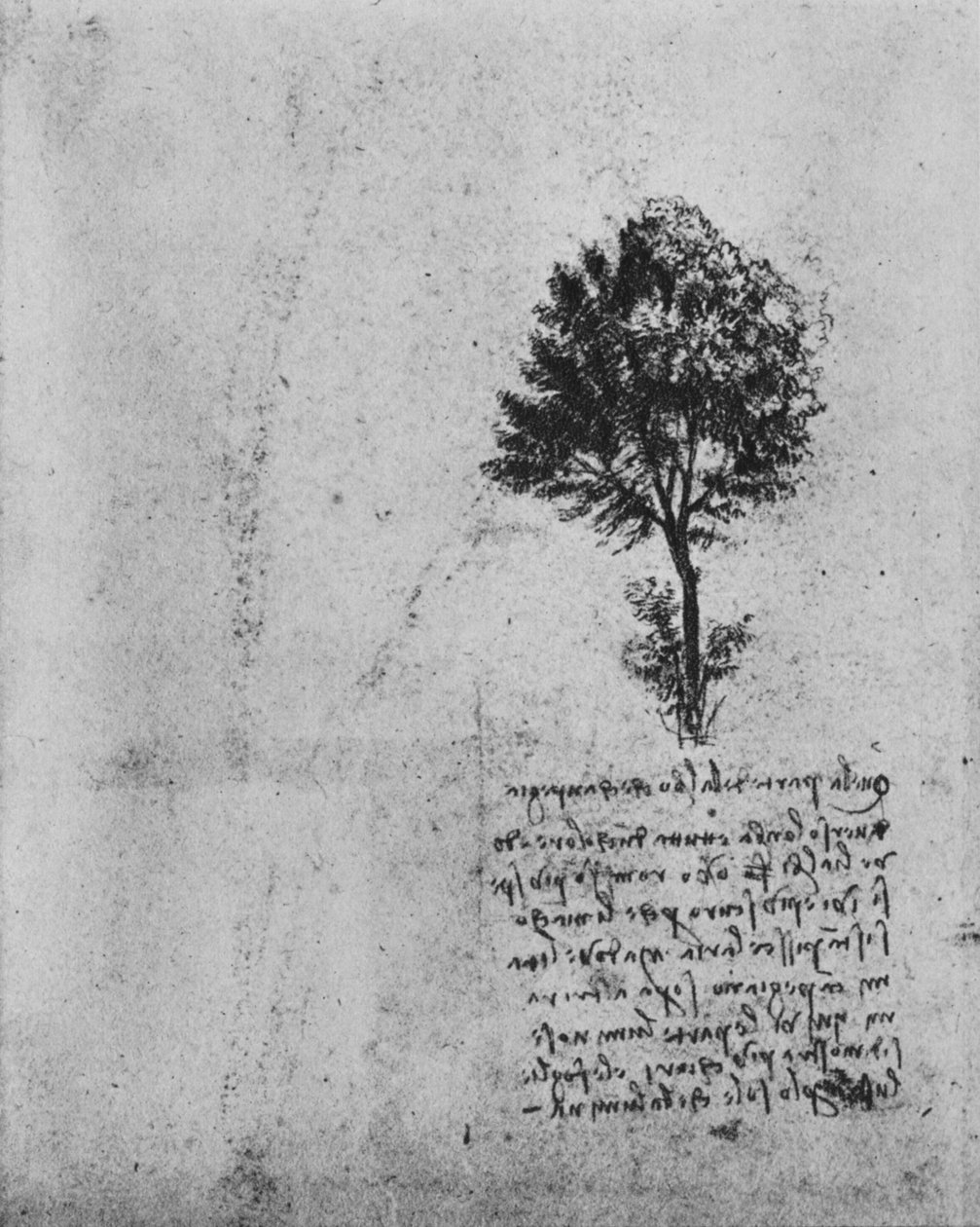 Tutkimus puusta, c1480 1945 tekijältä Leonardo da Vinci