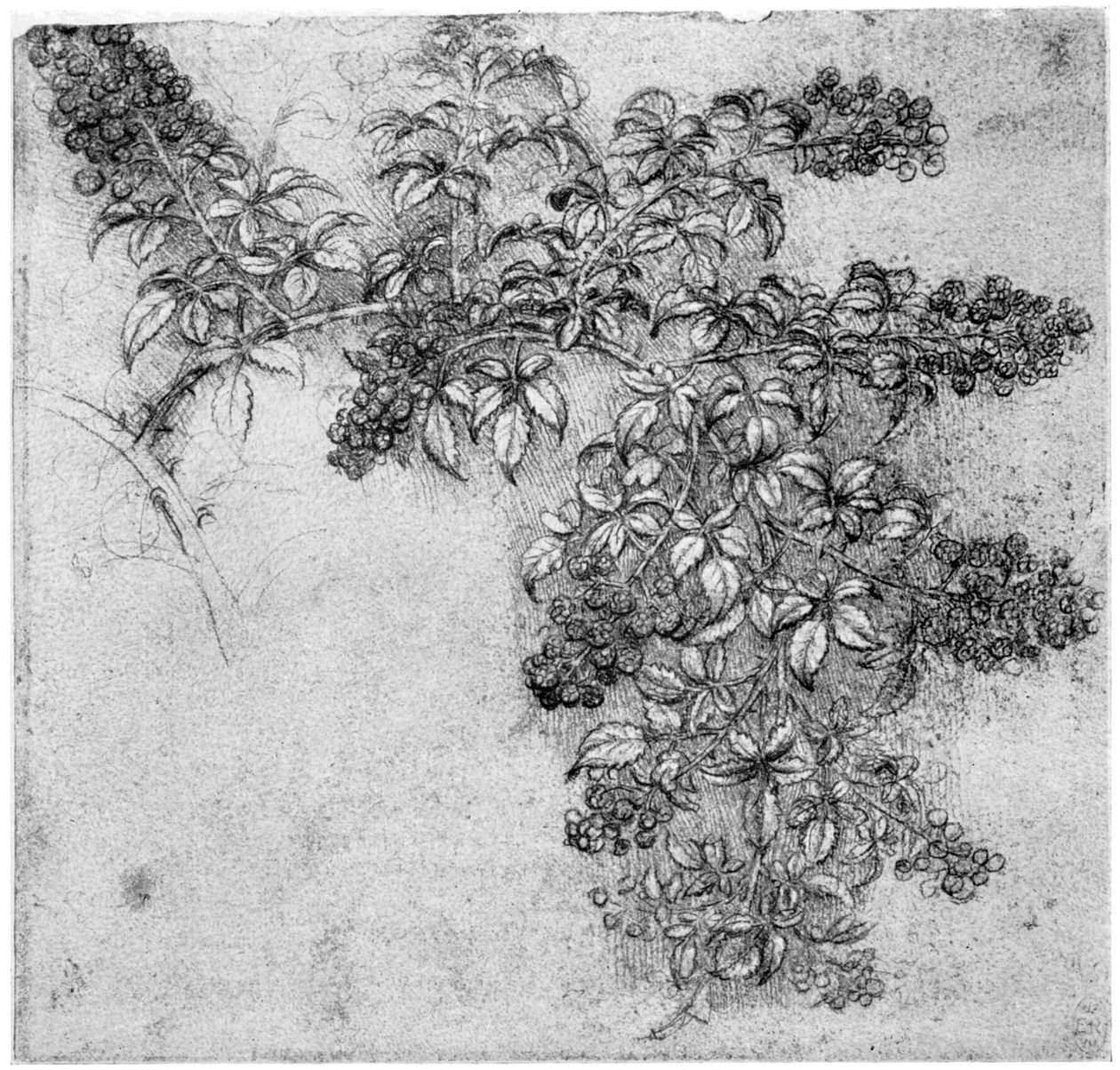 Karhunvatukkahaaratutkimus, 1400-luvun loppu tai 1500-luvun alku 1954 tekijältä Leonardo da Vinci