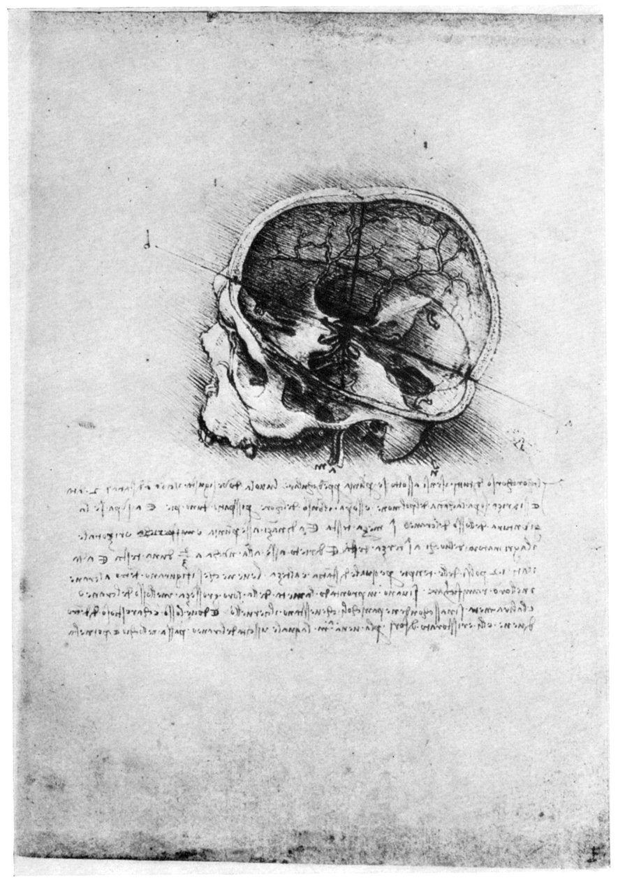 Tutkimus ihmisen kallosta, 1400-luvun loppu tai 1500-luvun alku 1954. tekijältä Leonardo da Vinci