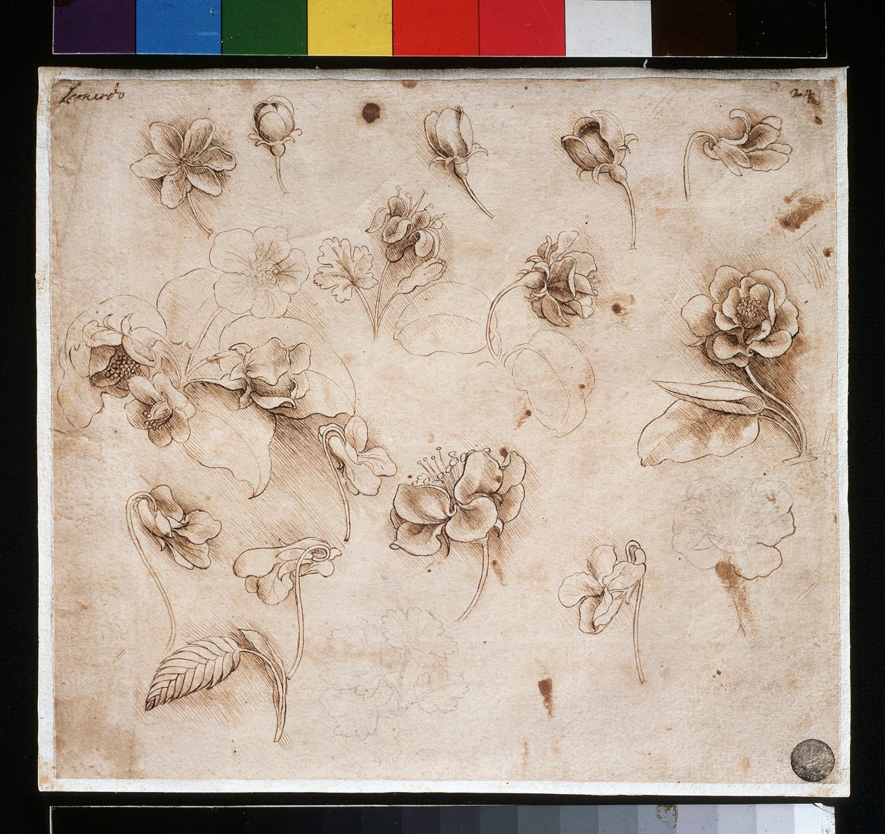 Kukkien tutkimus - muste paperille, n. 1483 tekijältä Leonardo da Vinci