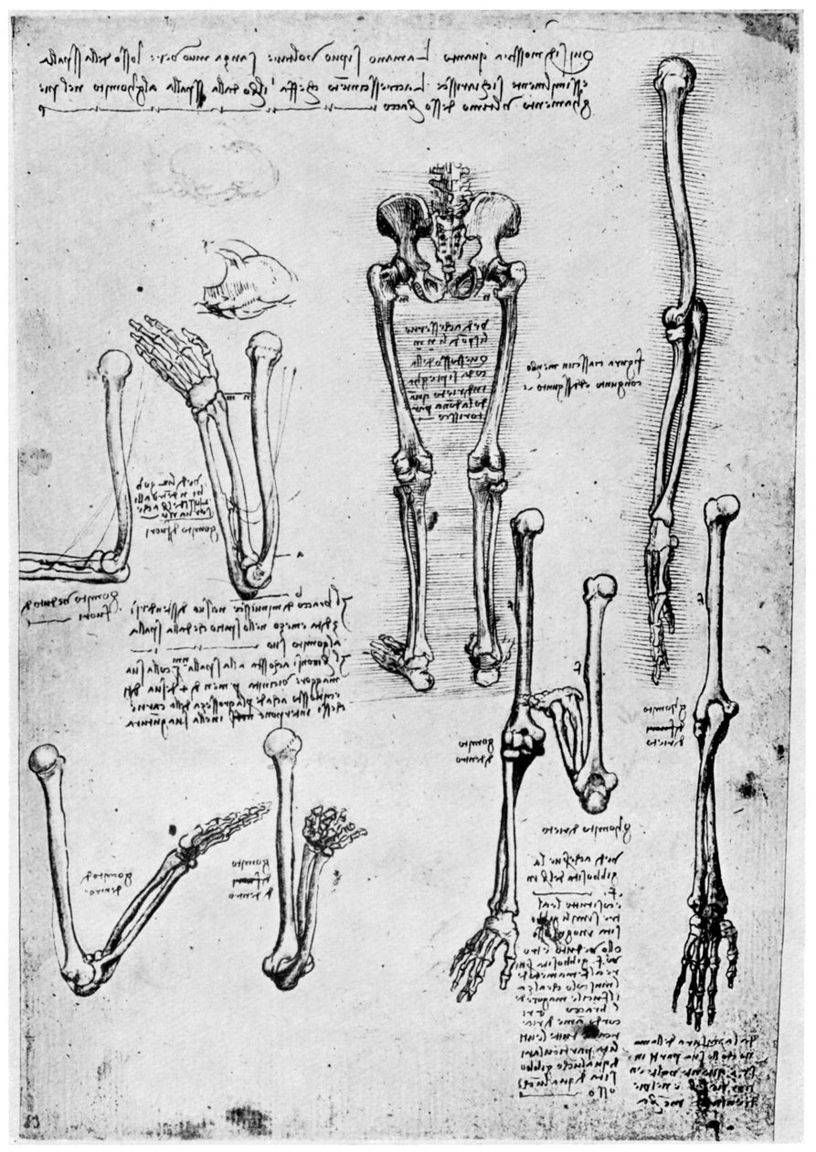 Ihmisluiden tutkimus, 1400- tai 1500-luvun loppu 1954. tekijältä Leonardo da Vinci