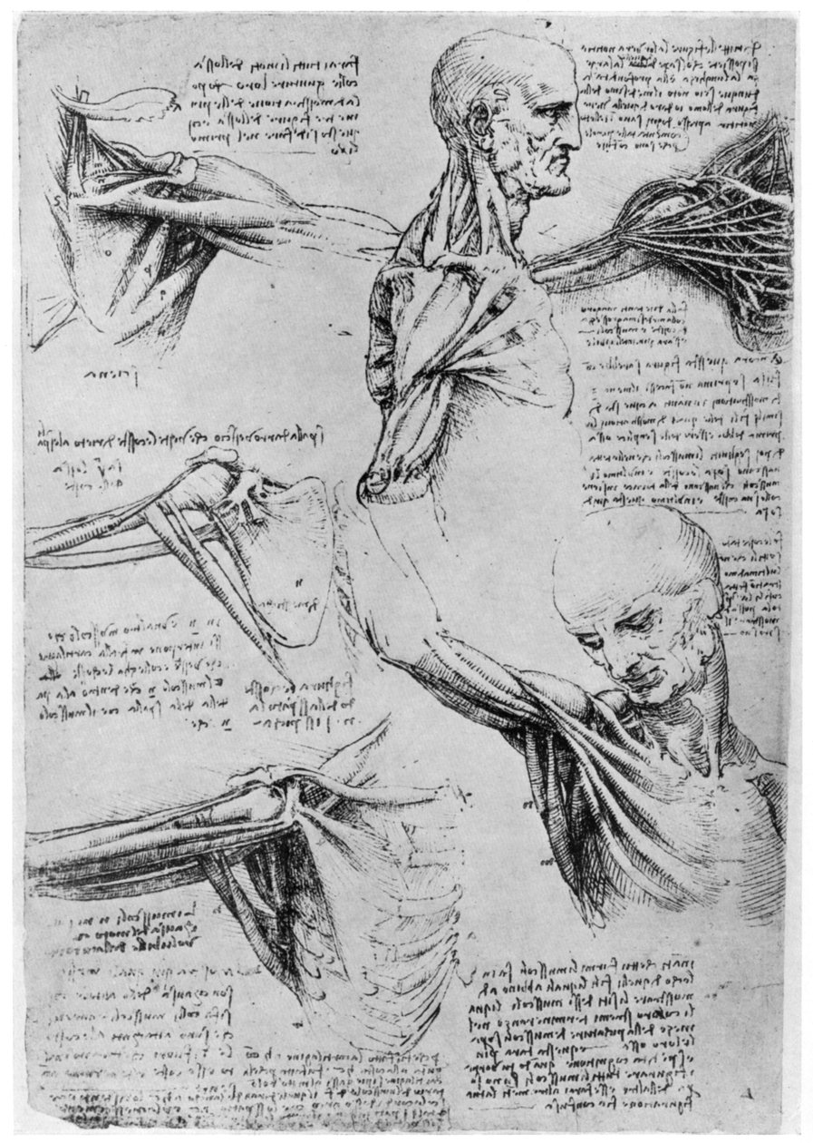Olkanivelten tutkimus, 1510-1511 1954 tekijältä Leonardo da Vinci