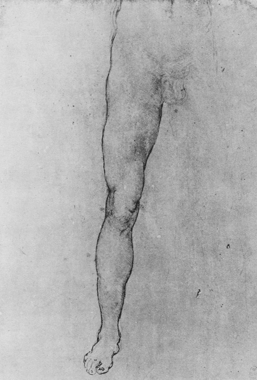 Tutkimus alaston miehen alapuoliskosta kasvot eteen, c1480 1945 tekijältä Leonardo da Vinci