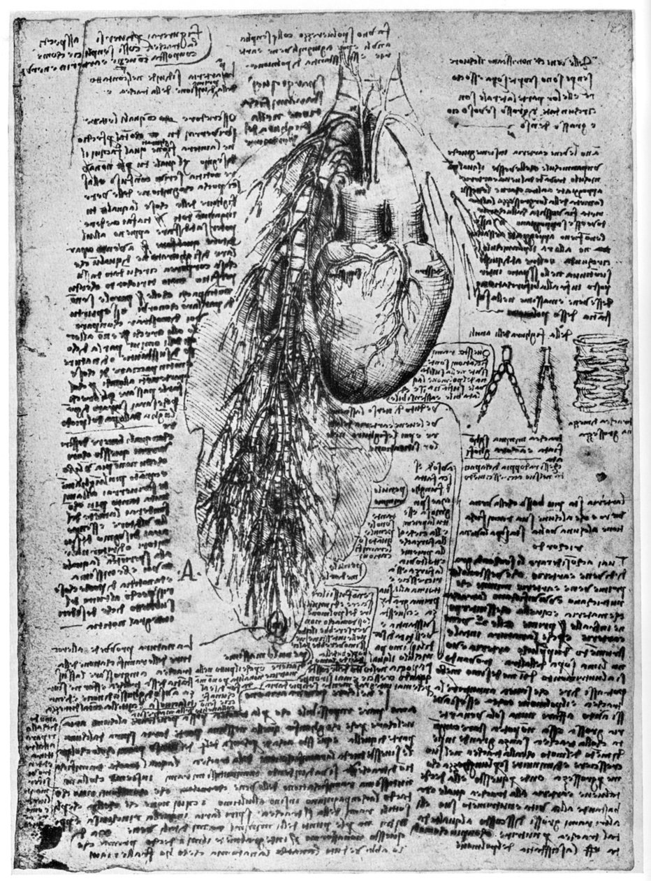 Sydämen ja keuhkoputkien valtimoiden tutkimus, 1400-luvun loppu tai 1500-luvun alku 1954 tekijältä Leonardo da Vinci