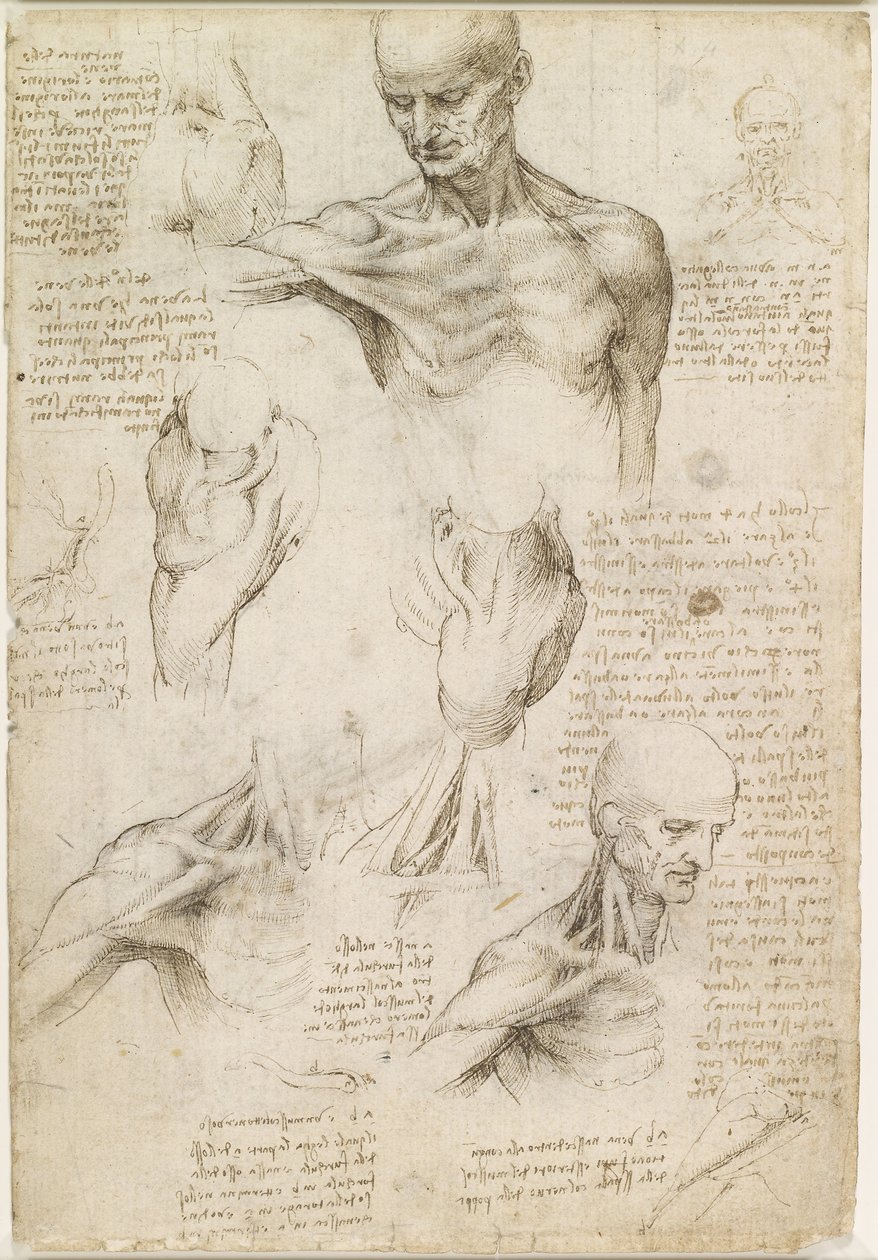 Olkapään ja kaulan pinnallinen anatomia (recto) tekijältä Leonardo da Vinci