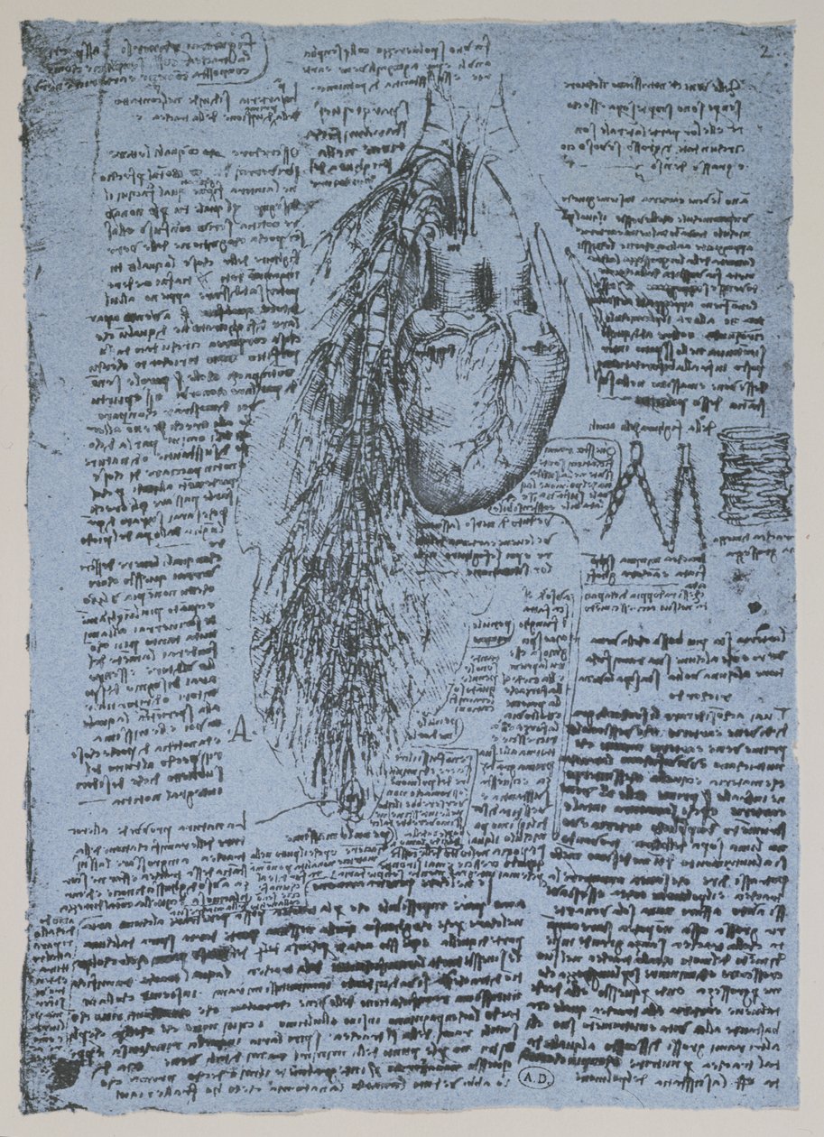 Sydän ja keuhkoputken valtimot, faksimile Windsor-kirjasta (kynä ja muste paperille) tekijältä Leonardo da Vinci