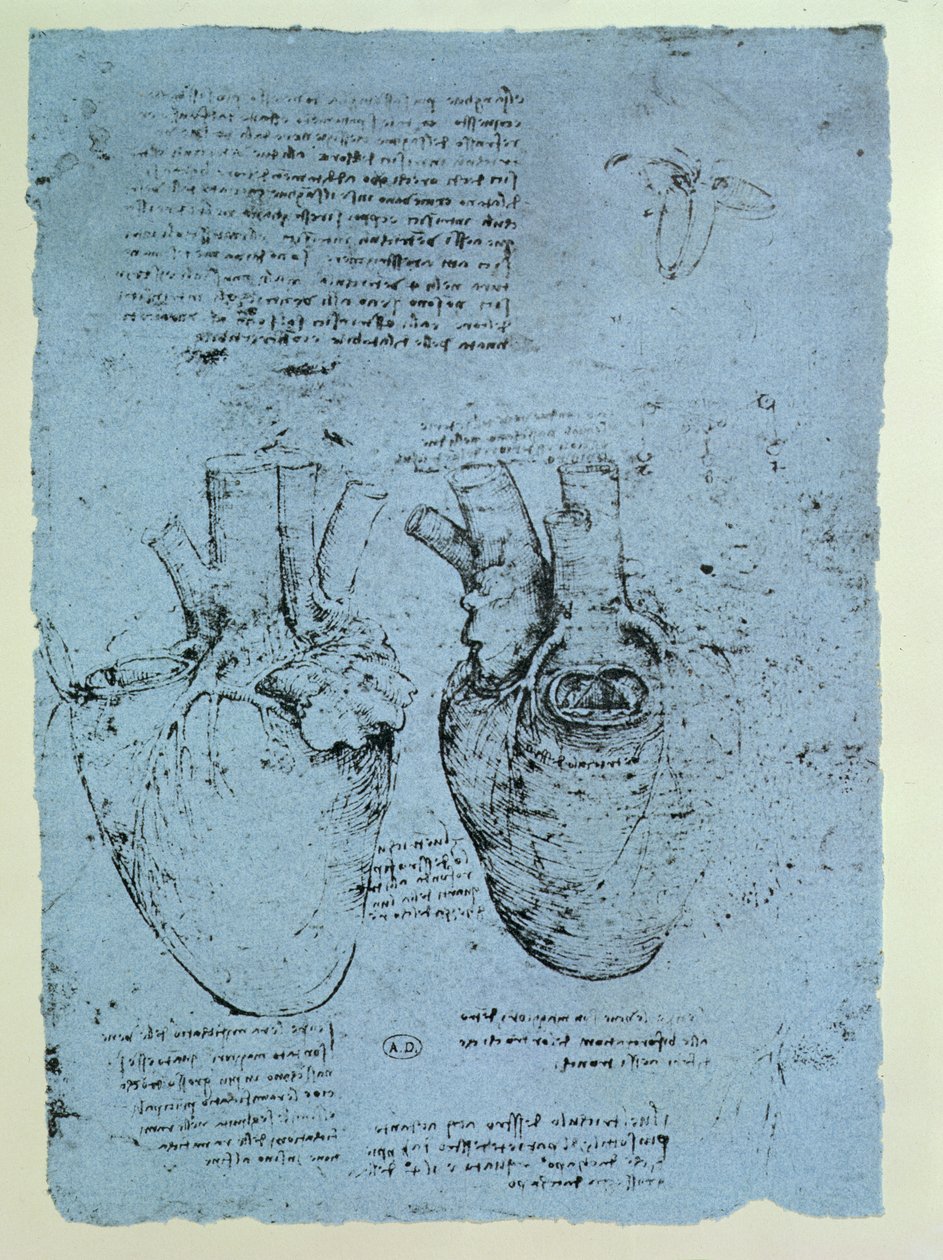 Sydän, Windsor-kirjan faksimile (kynä ja muste paperille) tekijältä Leonardo da Vinci