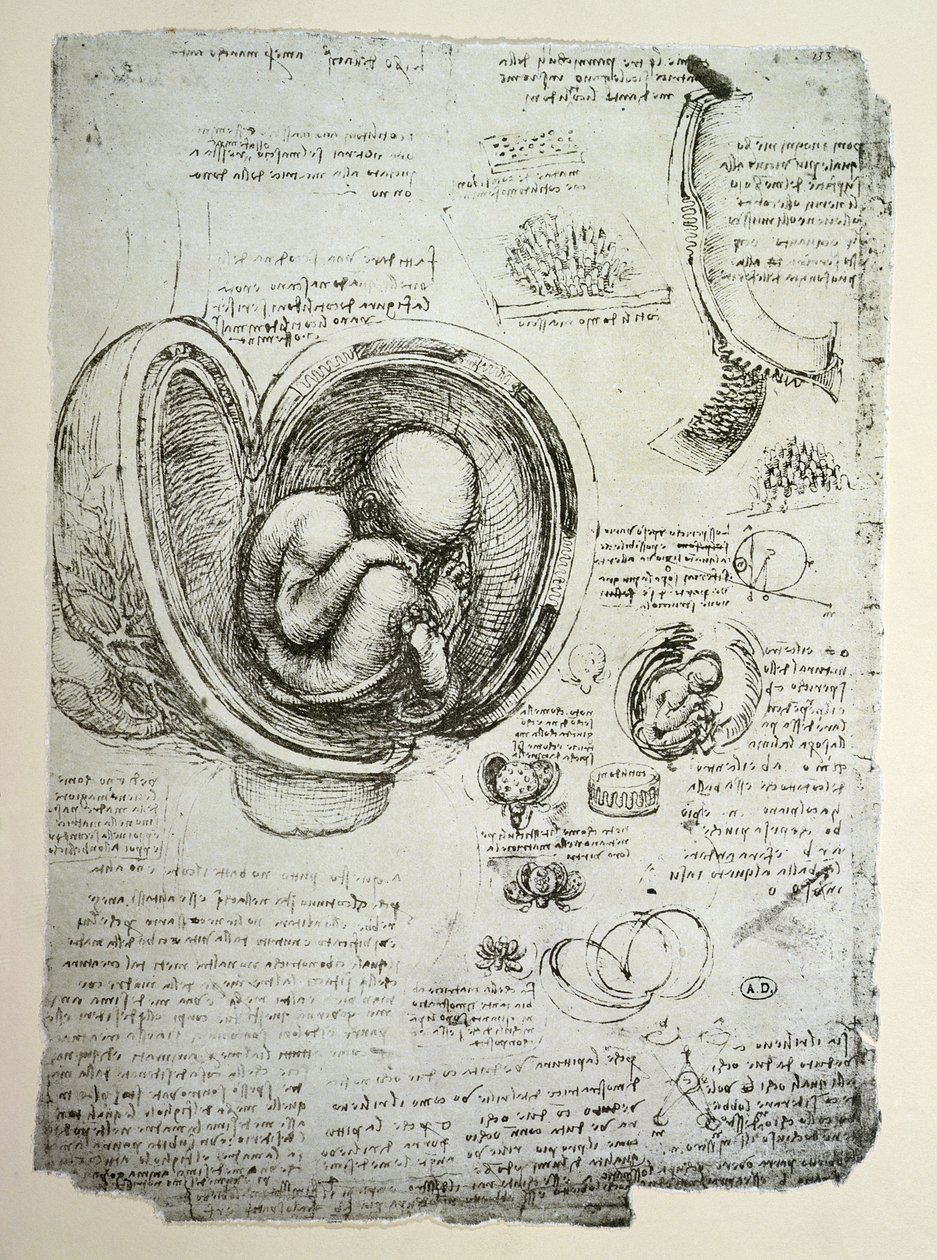 Ihmisen sikiö kohdussa, faksimile-kopio. tekijältä Leonardo da Vinci