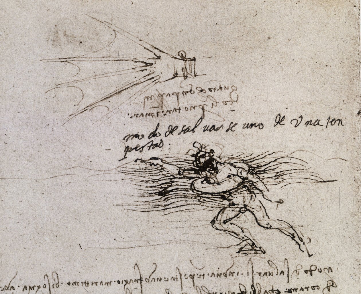 Palmu ja poiju, Codex Atlantic tekijältä Leonardo da Vinci