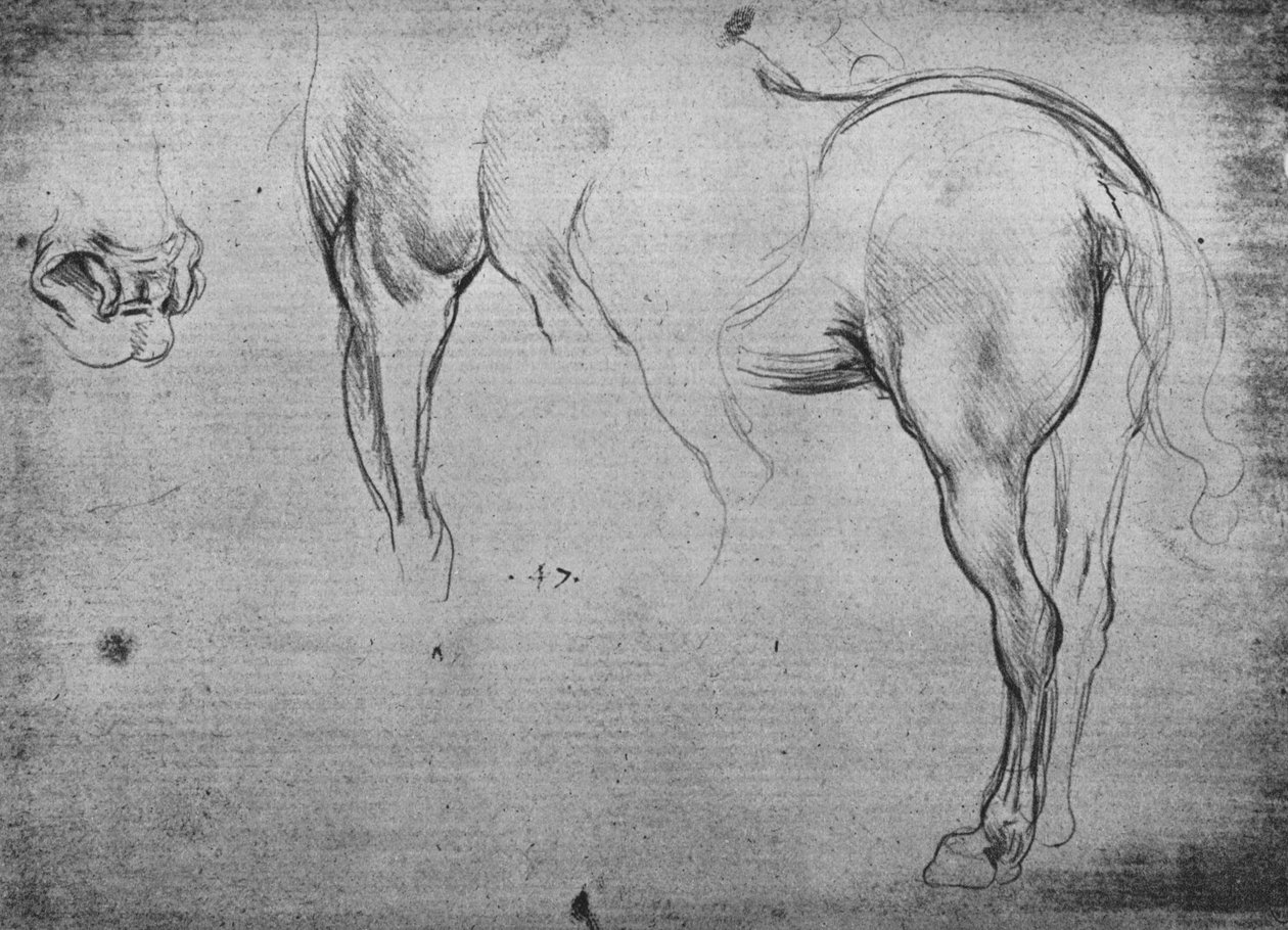 Kolme luonnosta hevosen takaneljänneksistä ja yhdestä sen sieraimesta, c1480 1945 tekijältä Leonardo da Vinci