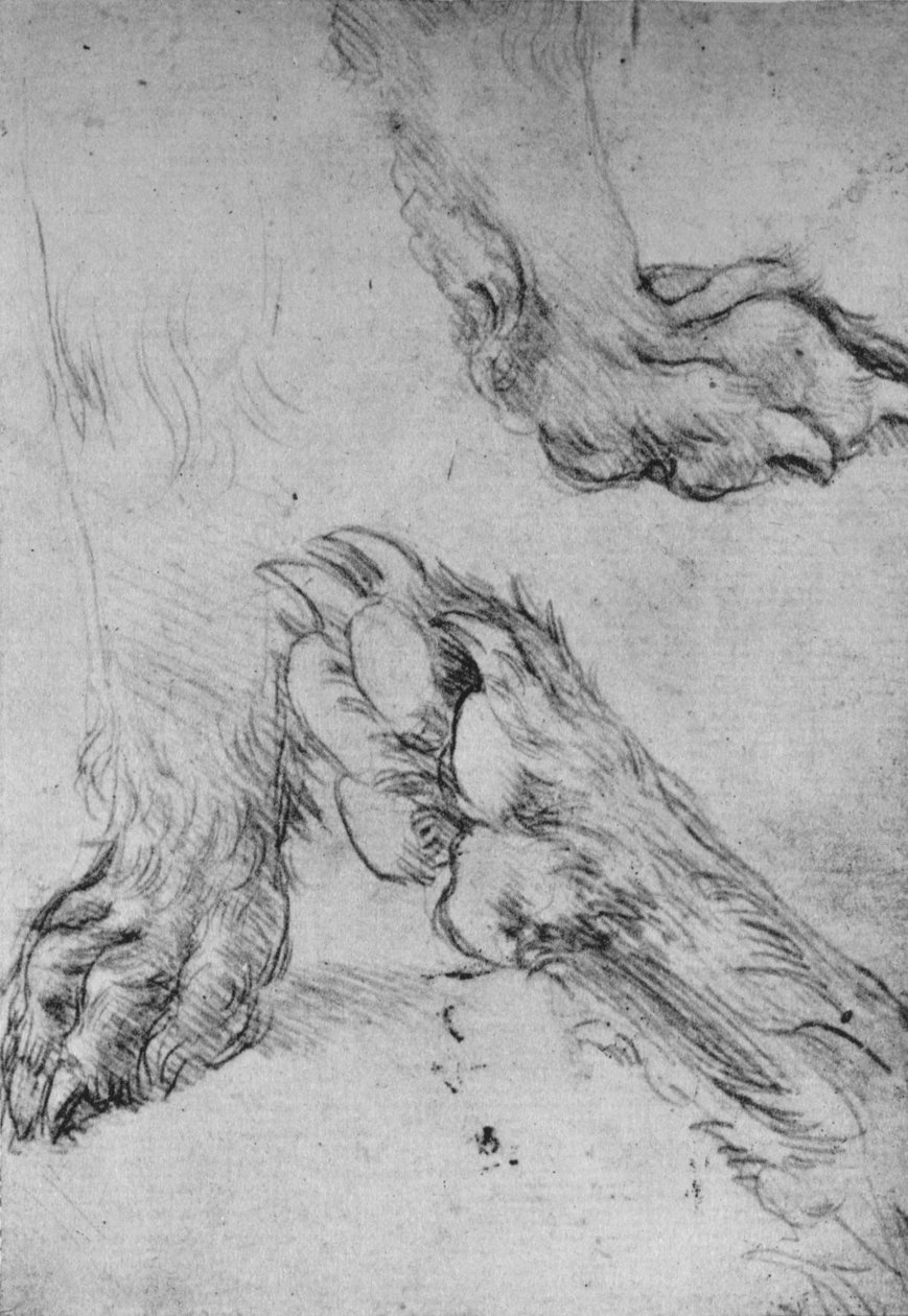 Kolme tutkimusta koiran tai suden tassuista, c1480 1945 tekijältä Leonardo da Vinci