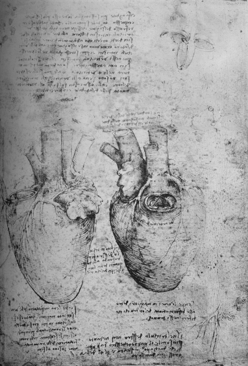 Kaksi sydämen piirustusta, c1480 1945 tekijältä Leonardo da Vinci