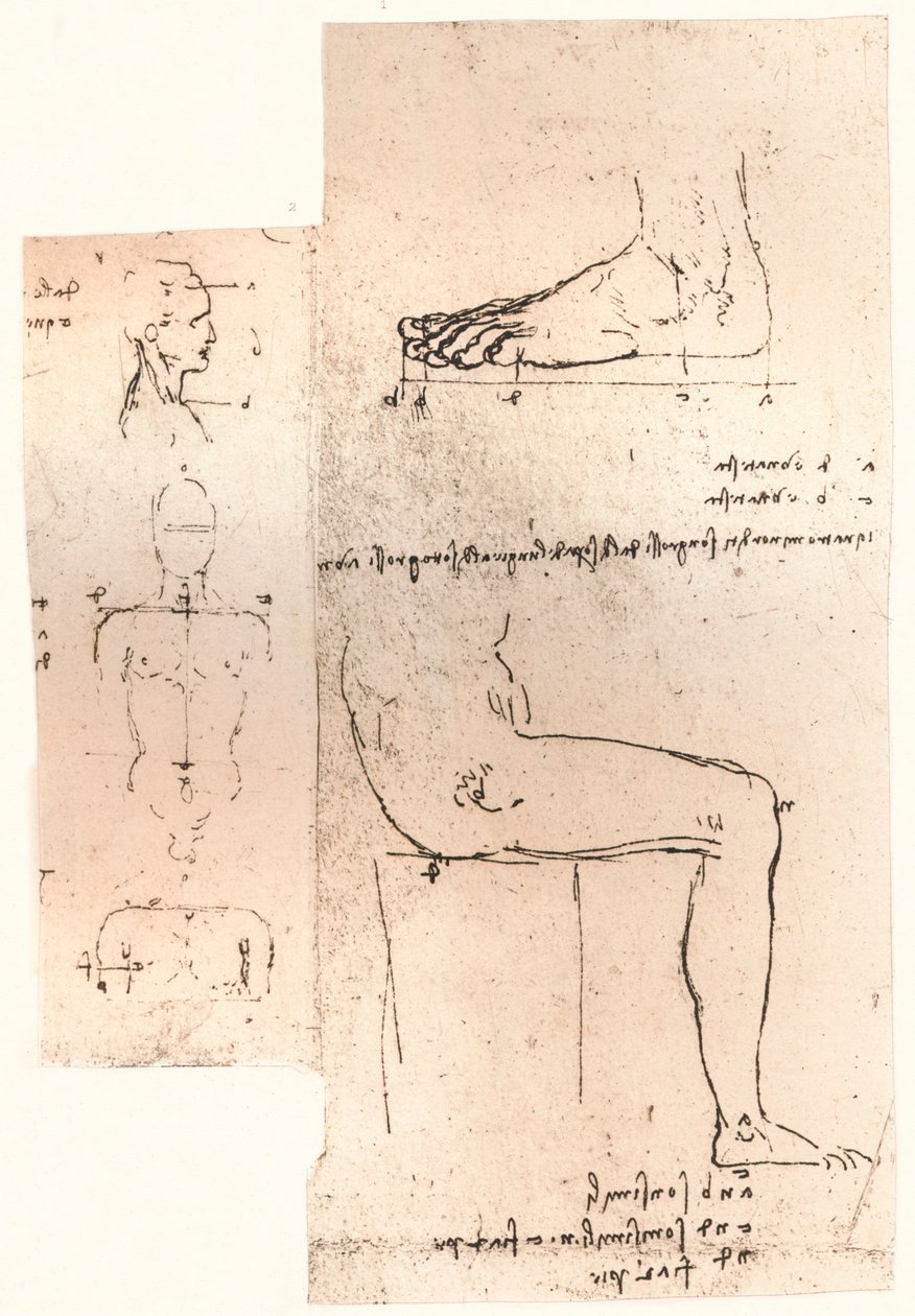 Kaksi piirustusta havainnollistavat teoriaa ihmishahmon mittasuhteista, c1472-c1519 1883 tekijältä Leonardo da Vinci