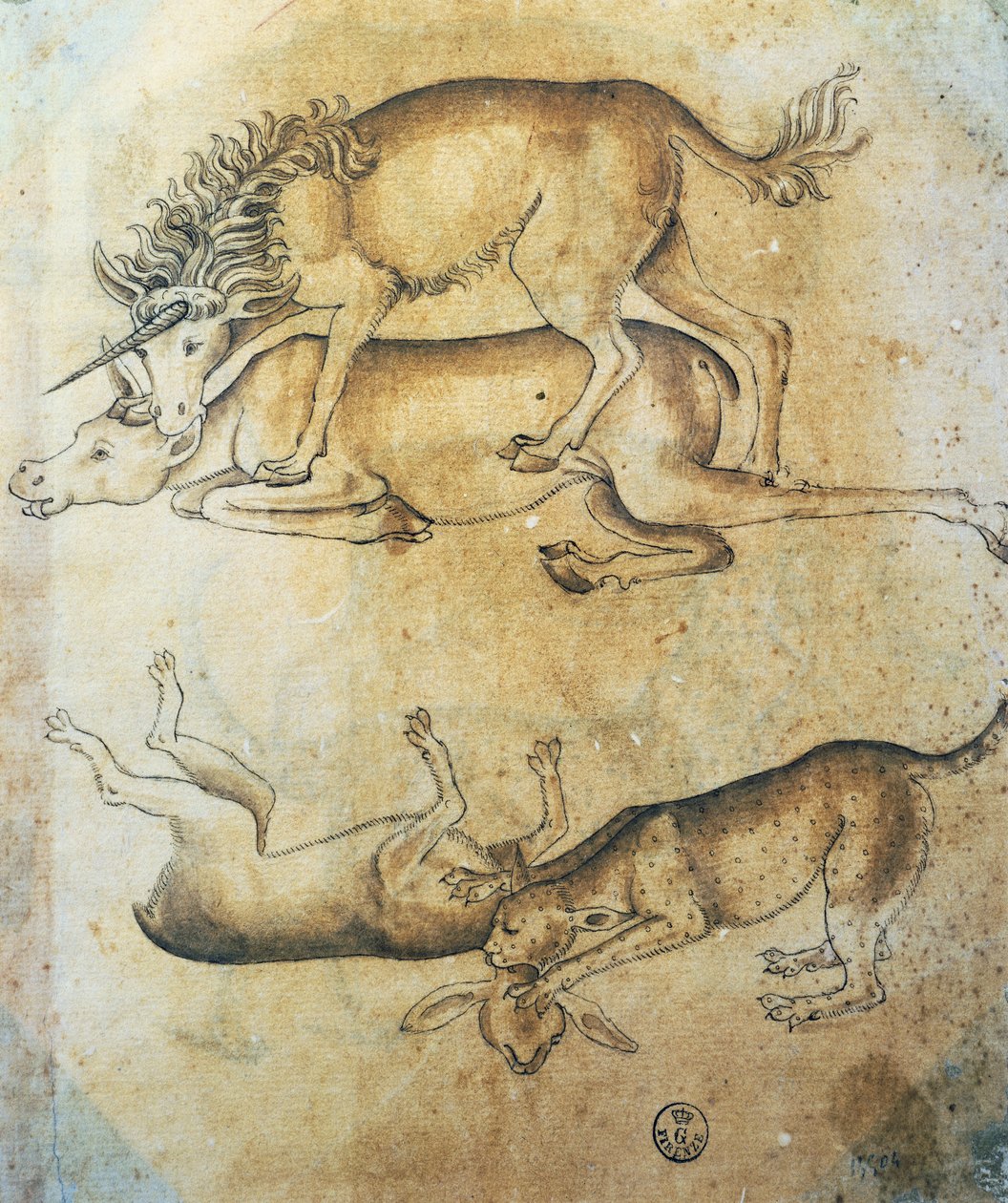 Yksisarvis hyökkää lehmää vastaan ja leopardi lammasta vastaan, Leonardo da Vincin (1452-1519) tutkimus eläimistä, piirustus tekijältä Leonardo da Vinci