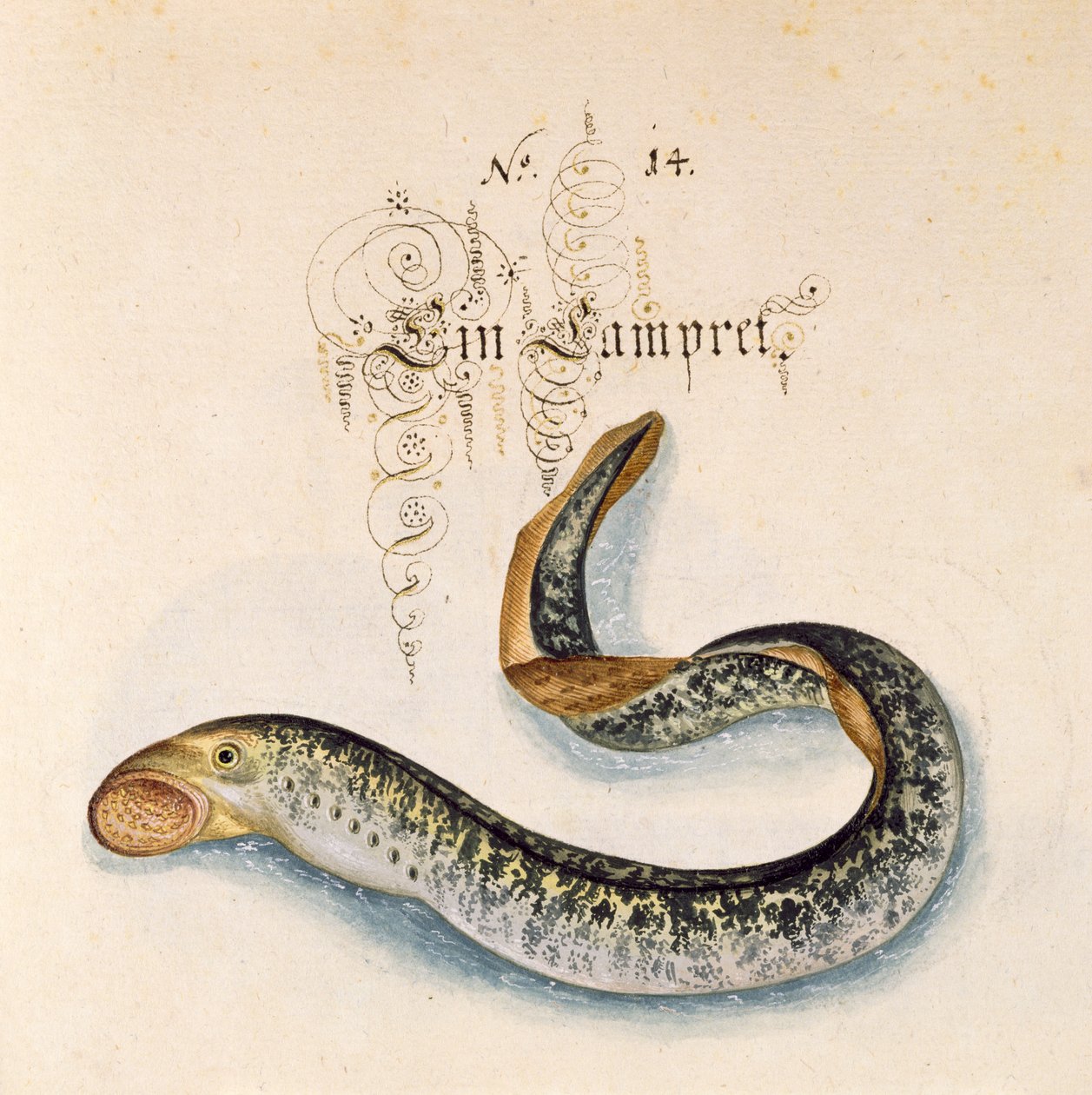 Lisää 6485 f.50 Sea Lamprey tekijältä Leonhard Baldner
