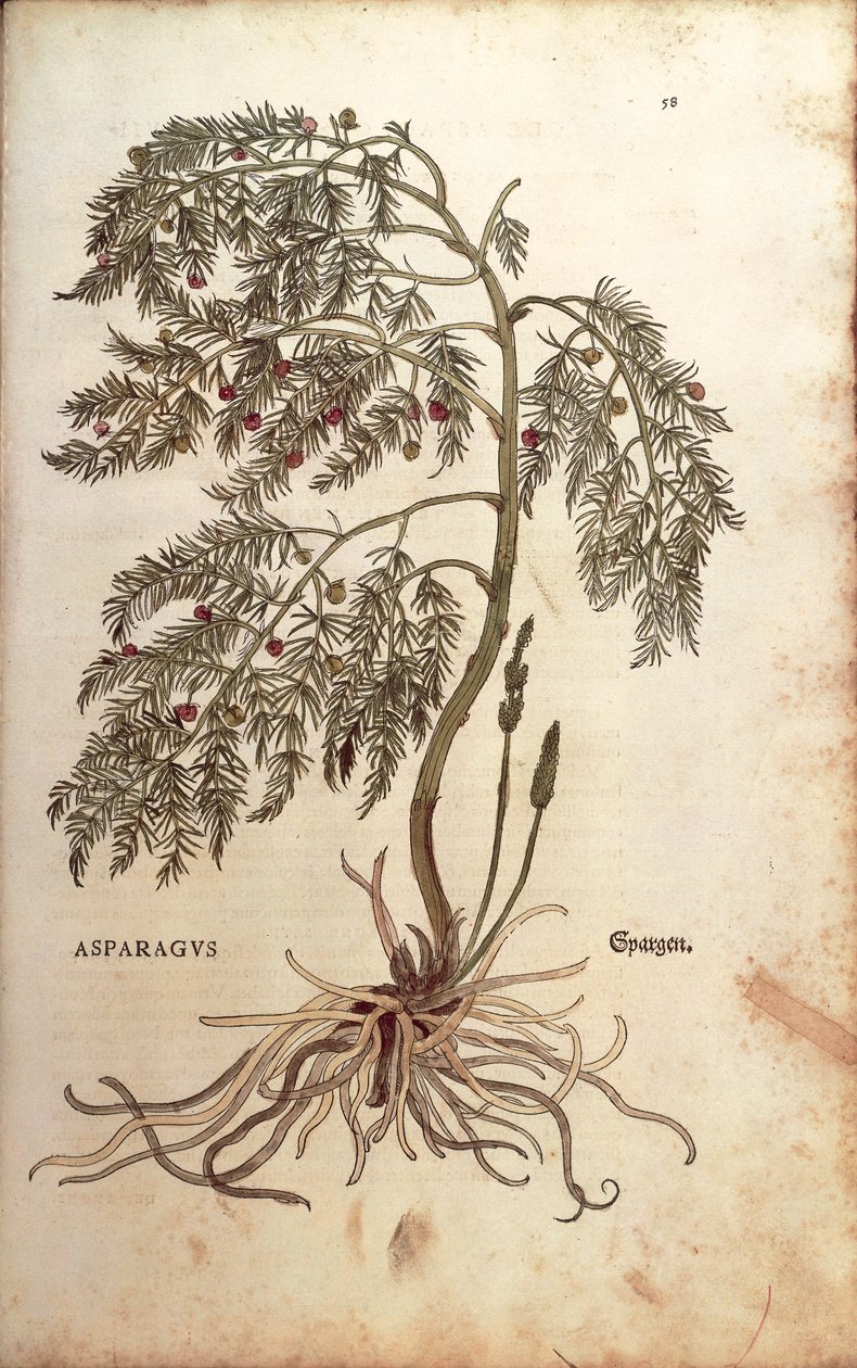 Leonhart Fuchsin parsa (Asparagus officinalis) De historia stirpium commentarii insignesista (Huomattavia kommentteja kasvien historiasta) värillinen kaiverrus tekijältä Leonhard Fuchs