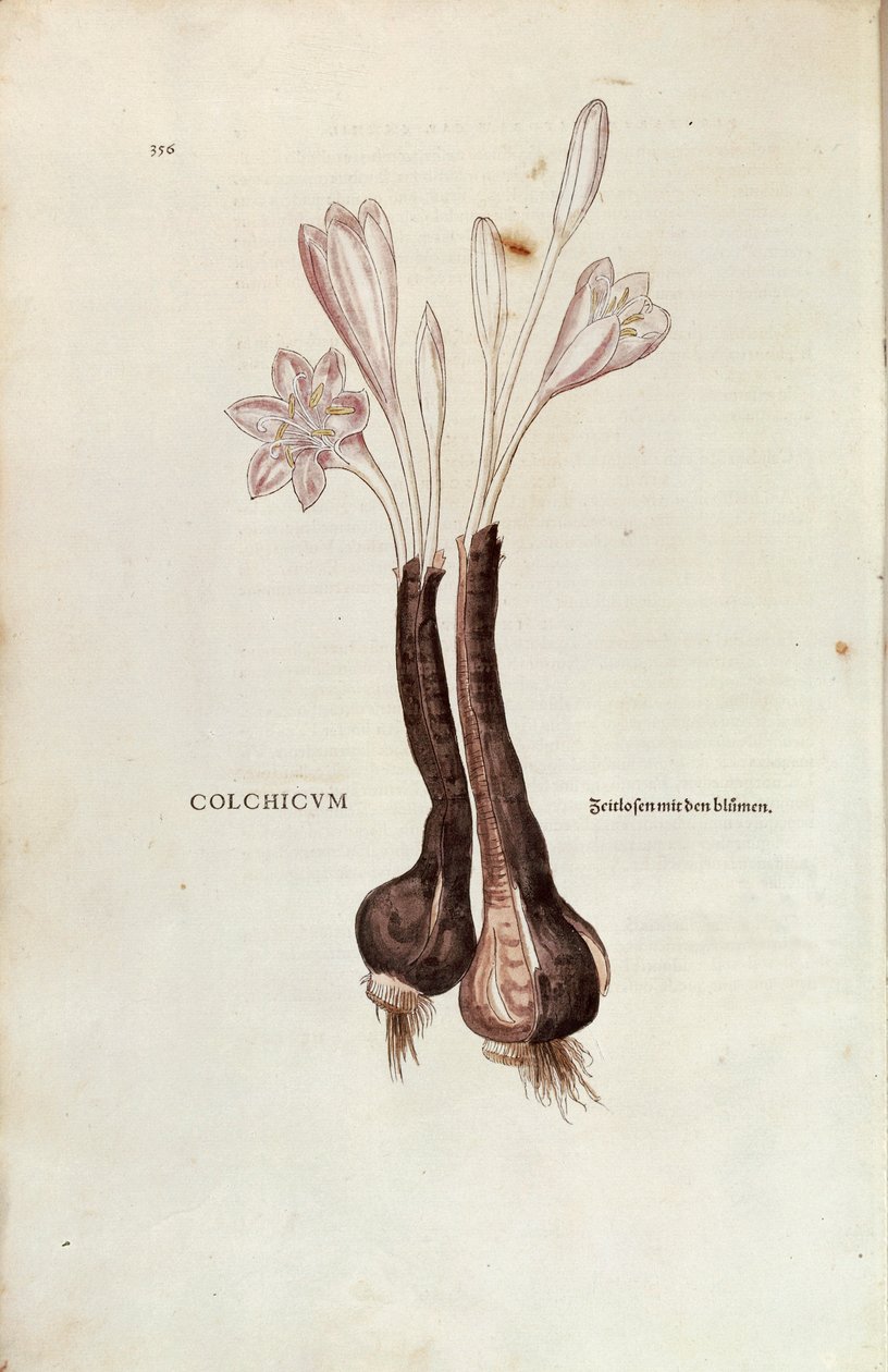Syksykrookus (Autumn Colchicum), kirjoittanut Leonhart Fuchs teoksesta De historia stirpium commentarii insignes (merkittäviä kommentteja kasvien historiasta), värillinen kaiverrus tekijältä Leonhard Fuchs