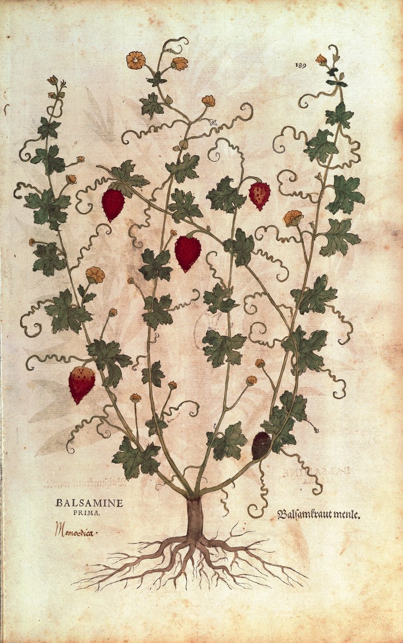 Balsamiomena (Momordica balsamina), Leonhart Fuchs De historia stirpium commentarii insignesista (Huomattavia kommentteja kasvien historiasta), värillinen kaiverrus tekijältä Leonhard Fuchs