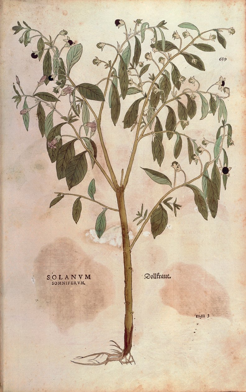 Belladonna - Atropa belladonna (Solanum somniferum) Leonhart Fuchsin teoksesta De historia stirpium commentarii insignes (Huomionarvoisia kommentteja kasvien historiasta) värillinen kaiverrus. tekijältä Leonhard Fuchs