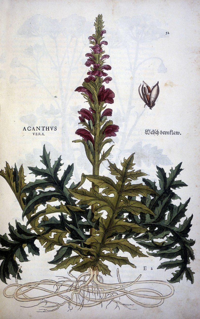 Kasvitieteellinen levy: Acanthus tai Acanthus - Leonhart Fuchsin "Stirpium-kommenttien historiassa" tekijältä Leonhard Fuchs