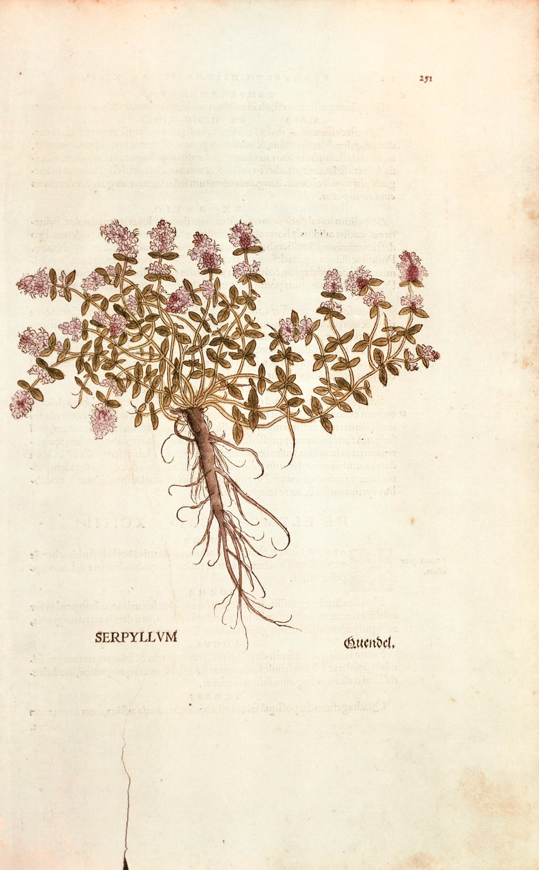 Breckland tai villitimjami (Thymus serpyllum), Leonhart Fuchs De historia stirpium commentarii insignesista (Huomattavia kommentteja kasvien historiasta) värillinen kaiverrus tekijältä Leonhard Fuchs