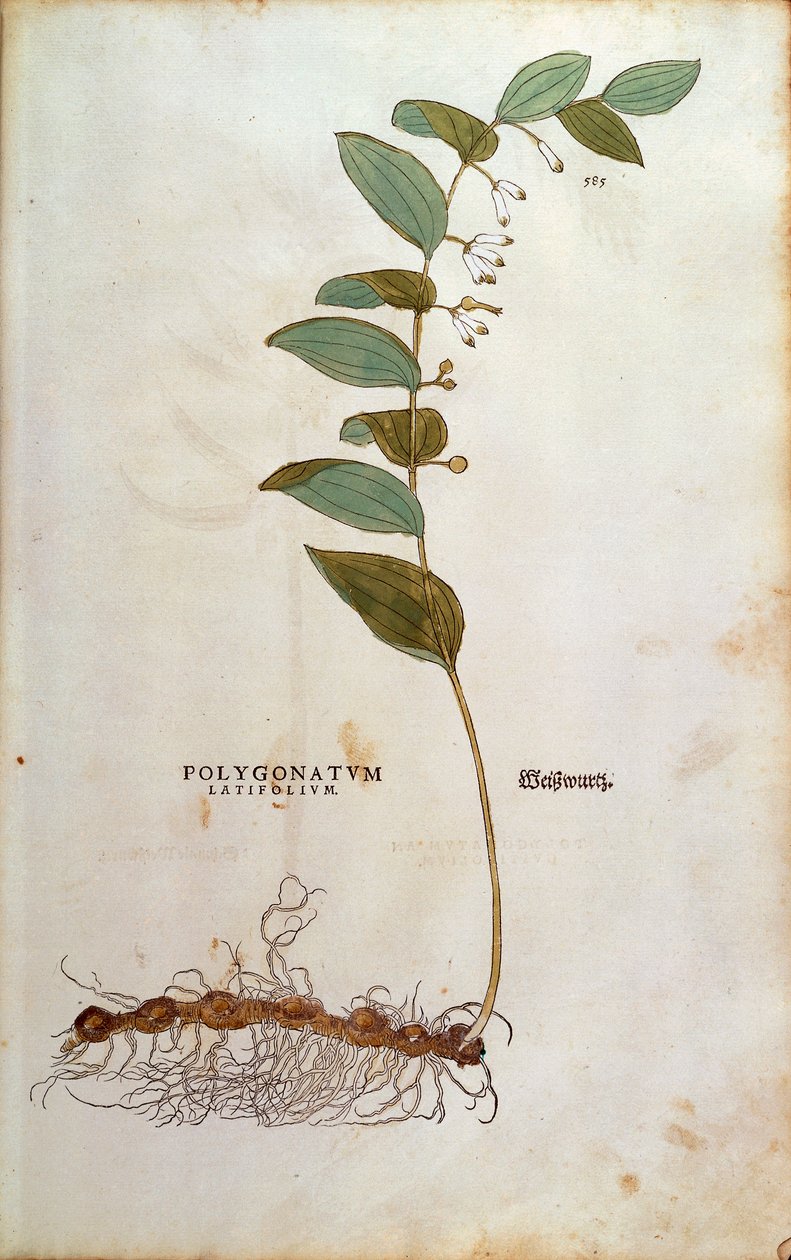 Leveälehtinen Salomonin sinetti (Polygonatum latifolium), kirjoittanut Leonhart Fuchs julkaisusta De historia stirpium commentarii insignes (merkittäviä kommentteja kasvien historiasta) värillinen kaiverrus tekijältä Leonhard Fuchs