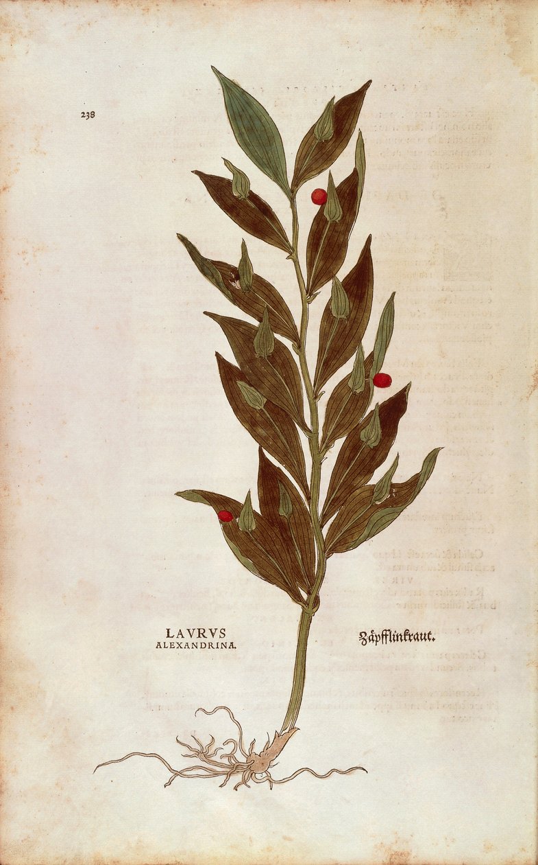 Teurastajan luuta tai polviholly - Ruscus aculeatus (Laurus alexandrina), kirjoittanut Leonhart Fuchs julkaisusta De historia stirpium commentarii insignes (Huomattavia kommentteja kasvien historiasta) värillinen kaiverrus tekijältä Leonhard Fuchs
