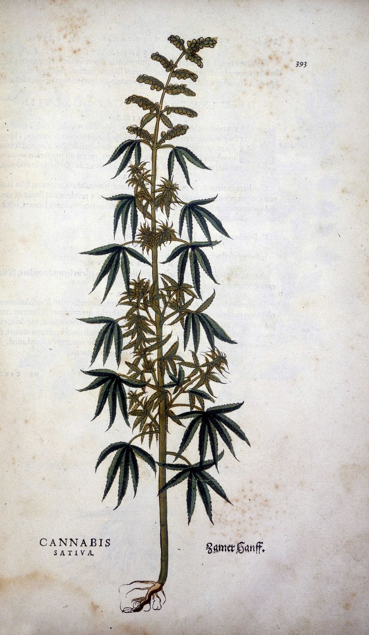 Cannabis Sativa (viljelykasvi hamppua) - Leonhart Fuchsin teoksessa "The History of the Lineages of the Insignia Commentary" tekijältä Leonhard Fuchs