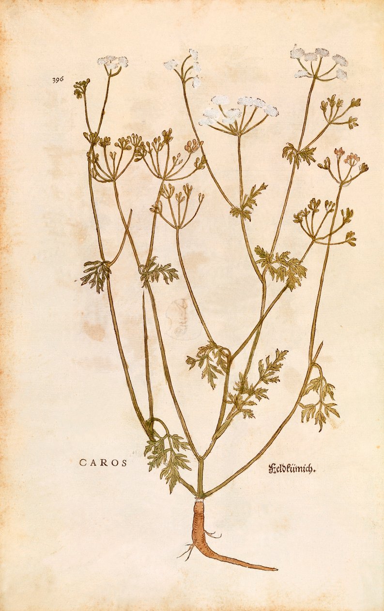 Kumina - Carum carvi (Caros) Leonhart Fuchsin teoksesta De historia stirpium commentarii insignes (Huomionarvoisia kommentteja kasvien historiasta) värillinen kaiverrus. tekijältä Leonhard Fuchs