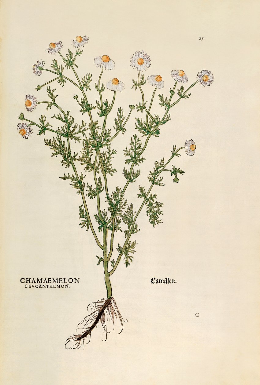 Kamomilla - Matricaria chamomilla (Chamaemelum leucanthemum), kirjoittanut Leonhart Fuchs julkaisusta De historia stirpium commentarii insignes (merkittäviä kommentteja kasvien historiasta), värillinen kaiverrus tekijältä Leonhard Fuchs