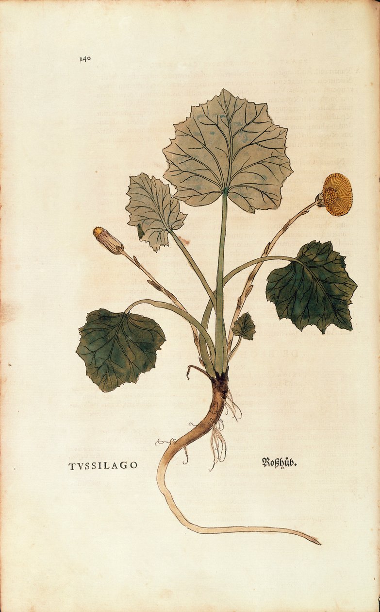 Coltsfoot (Tussilago farfara), Leonhart Fuchs De historia stirpium commentarii insignesista (Huomattavia kommentteja kasvien historiasta), värillinen kaiverrus tekijältä Leonhard Fuchs