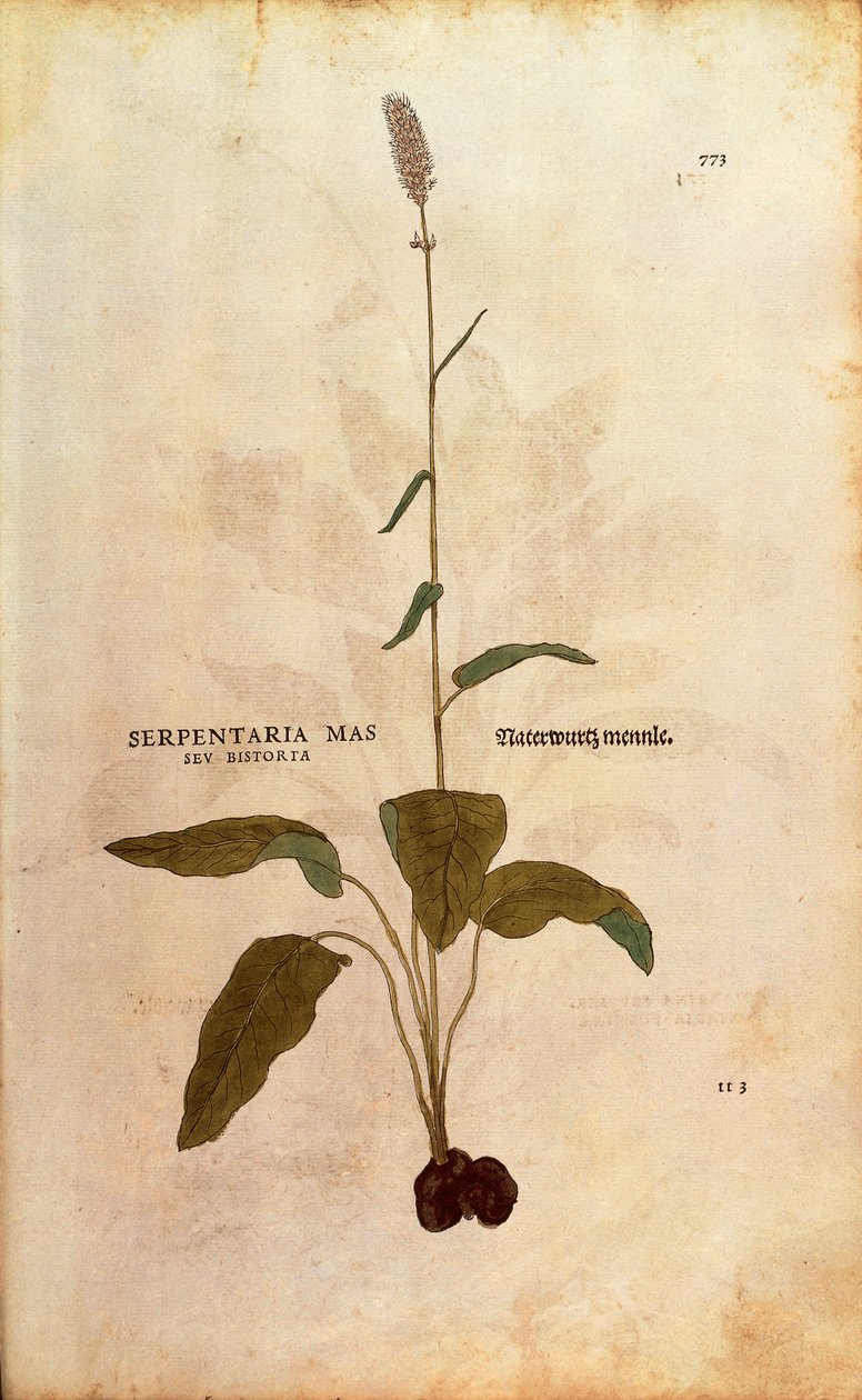 Common Bistorta - Persicaria bistorta tai Bistorta polygonum (Serpentaria mas seu bistorta), kirjoittanut Leonhart Fuchs julkaisusta De historia stirpium commentarii insignes (Huomattavia kommentteja kasvien historiasta) värillinen kaiverrus tekijältä Leonhard Fuchs