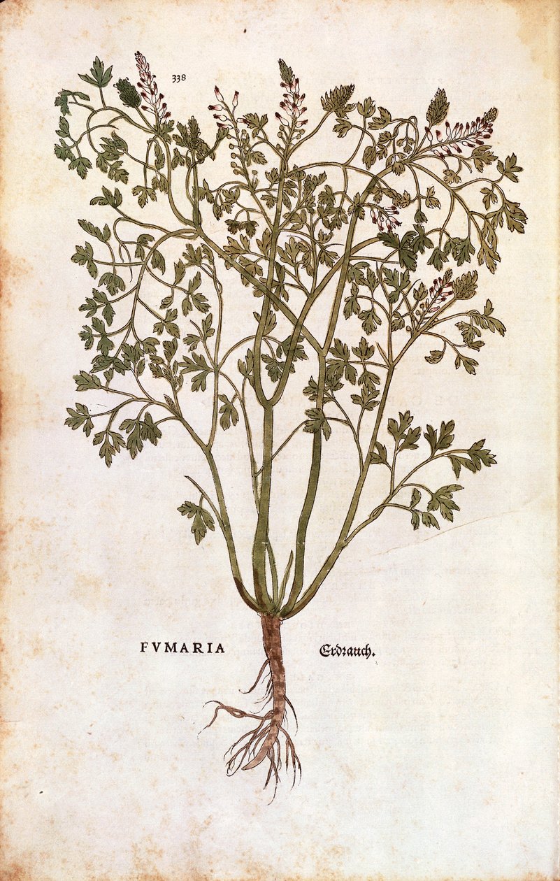 Tavallinen fumitory (Fumaria officinalis) tekijältä Leonhard Fuchs