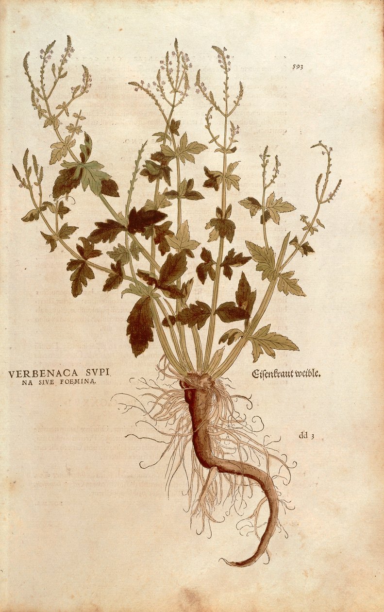 Verbena tai verbena - Verbena officinalis (Verbenaca supina sive femina), kirjoittanut Leonhart Fuchs julkaisusta De historia stirpium commentarii insignes (Huomattavia kommentteja kasvien historiasta) värillinen kaiverrus tekijältä Leonhard Fuchs