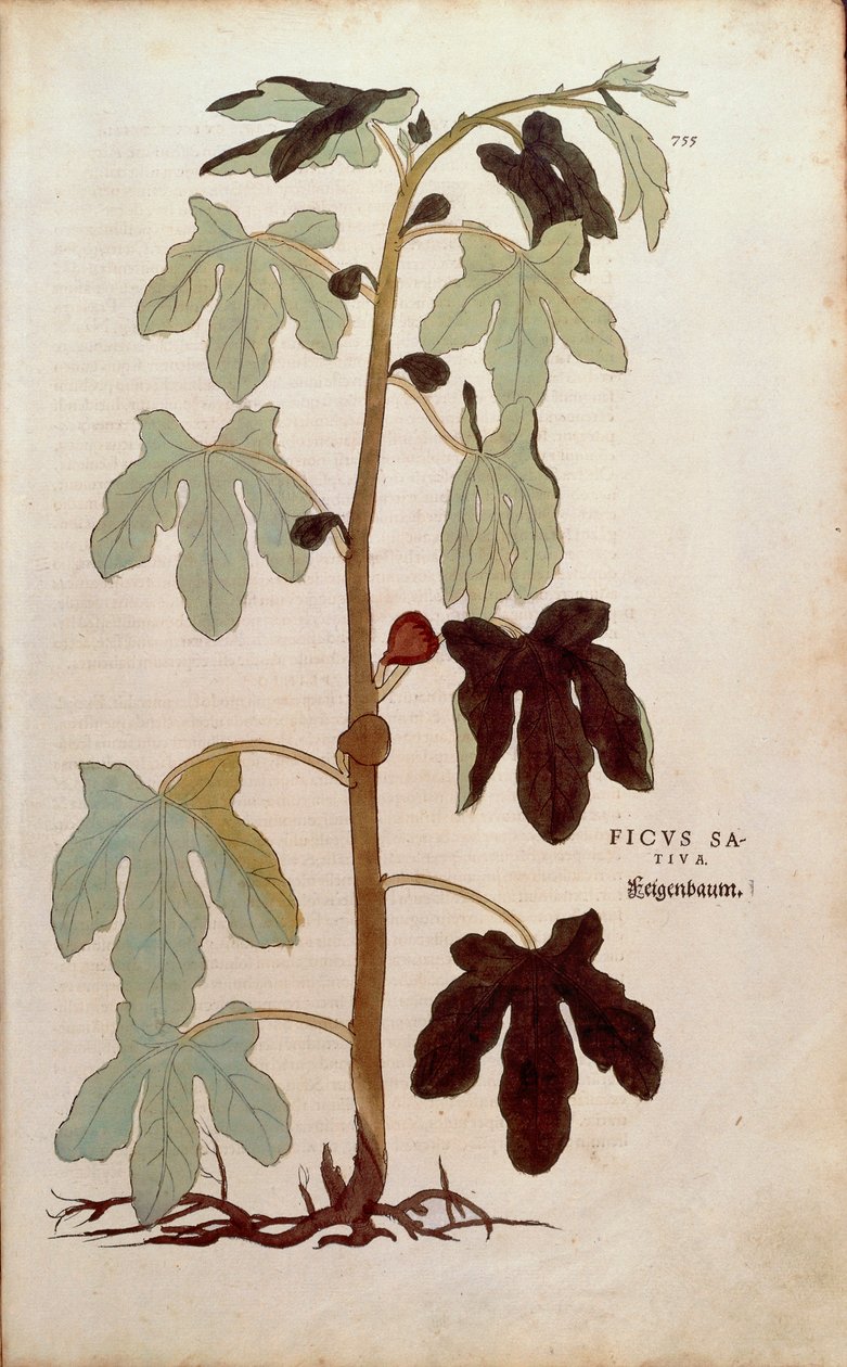 Tavallinen viikuna - Leonhart Fuchsin Ficus carica (Ficus sativa) De historia stirpium commentarii insignesista (Huomattavia kommentteja kasvien historiasta), värillinen kaiverrus tekijältä Leonhard Fuchs
