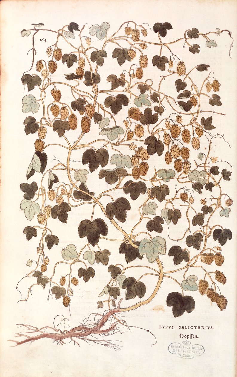 Harvinainen humala - Humulus lupulus (Lupus salictarius) Leonhart Fuchs De historia stirpium commentarii insignesista (Huomattavia kommentteja kasvien historiasta) värillinen kaiverrus tekijältä Leonhard Fuchs