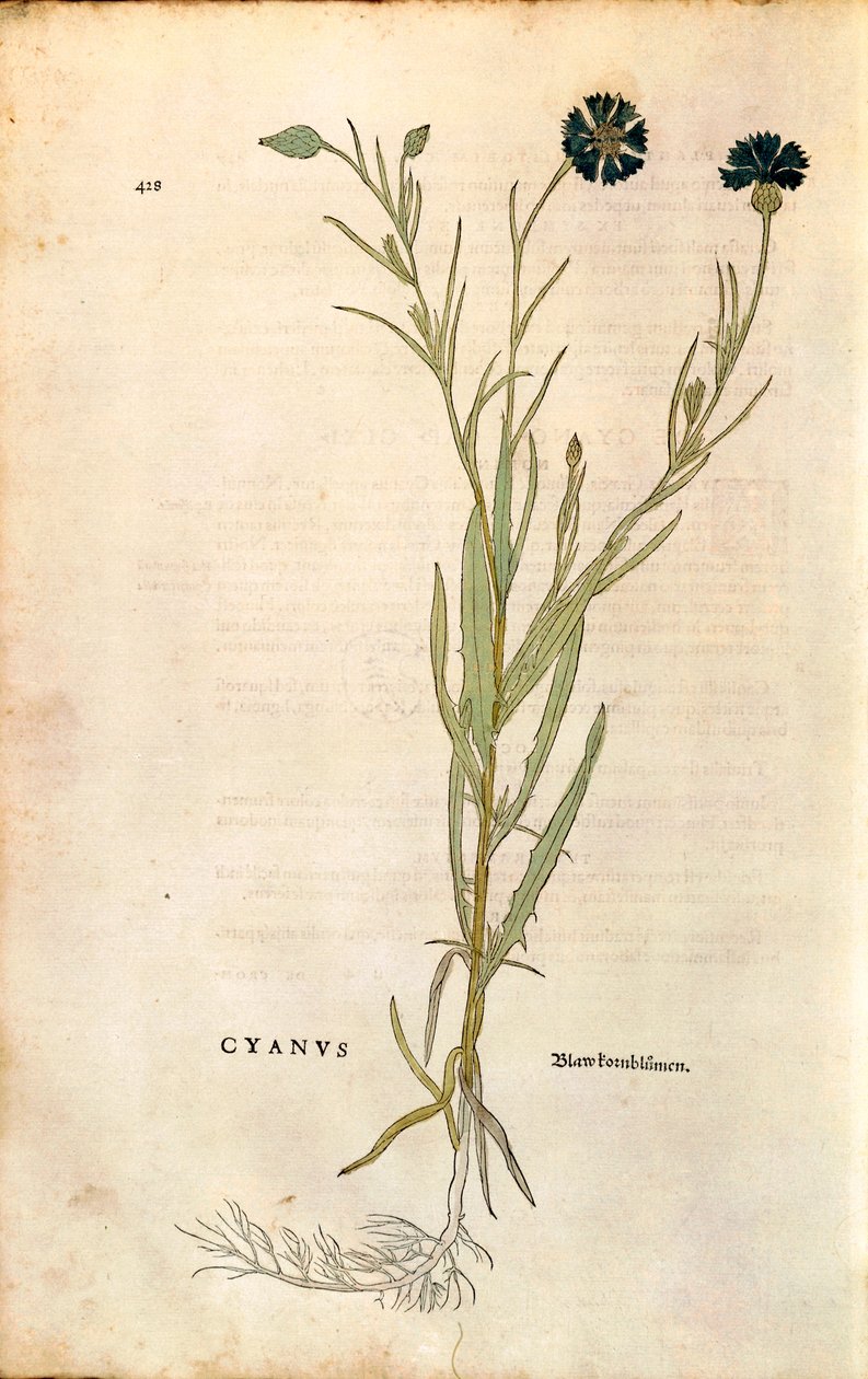 Ruiskukka (Centaurea cyanus), Leonhart Fuchs julkaisusta De historia stirpium commentarii insignes (merkittäviä kommentteja kasvien historiasta), värillinen kaiverrus tekijältä Leonhard Fuchs