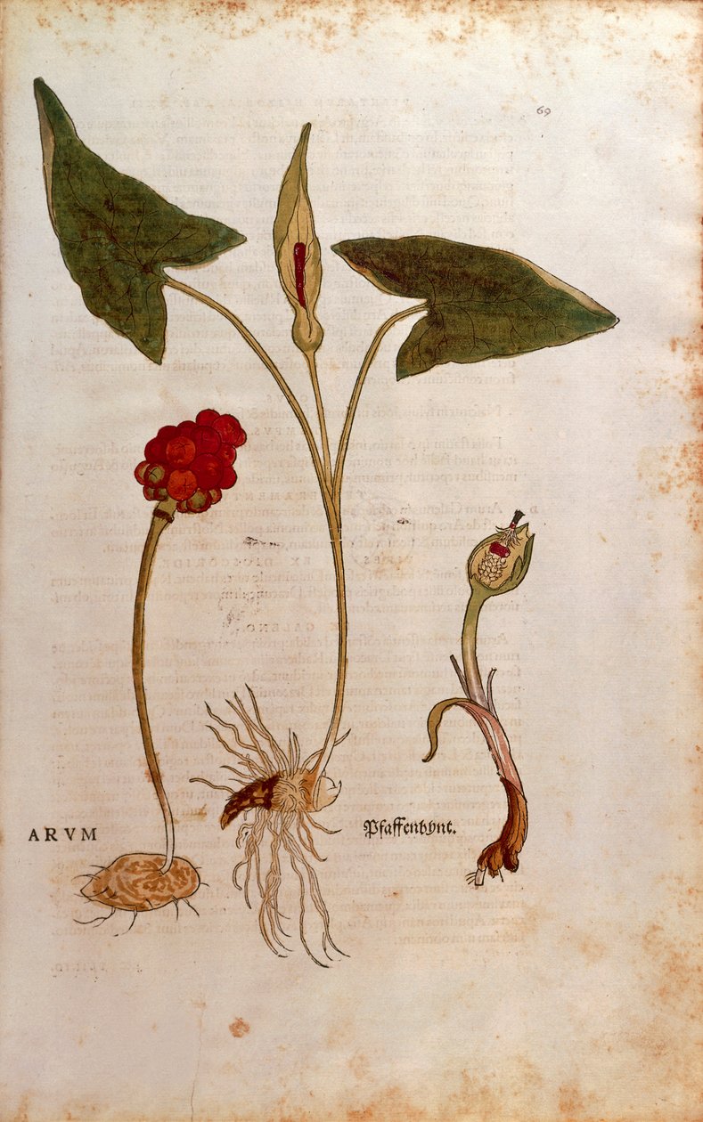 Käkipint eli italialaiset herrat ja naiset - Arum italicum (Arum), kirjoittanut Leonhart Fuchs teoksesta De historia stirpium commentarii insignes (Huomattavia kommentteja kasvien historiasta), värillinen kaiverrus tekijältä Leonhard Fuchs