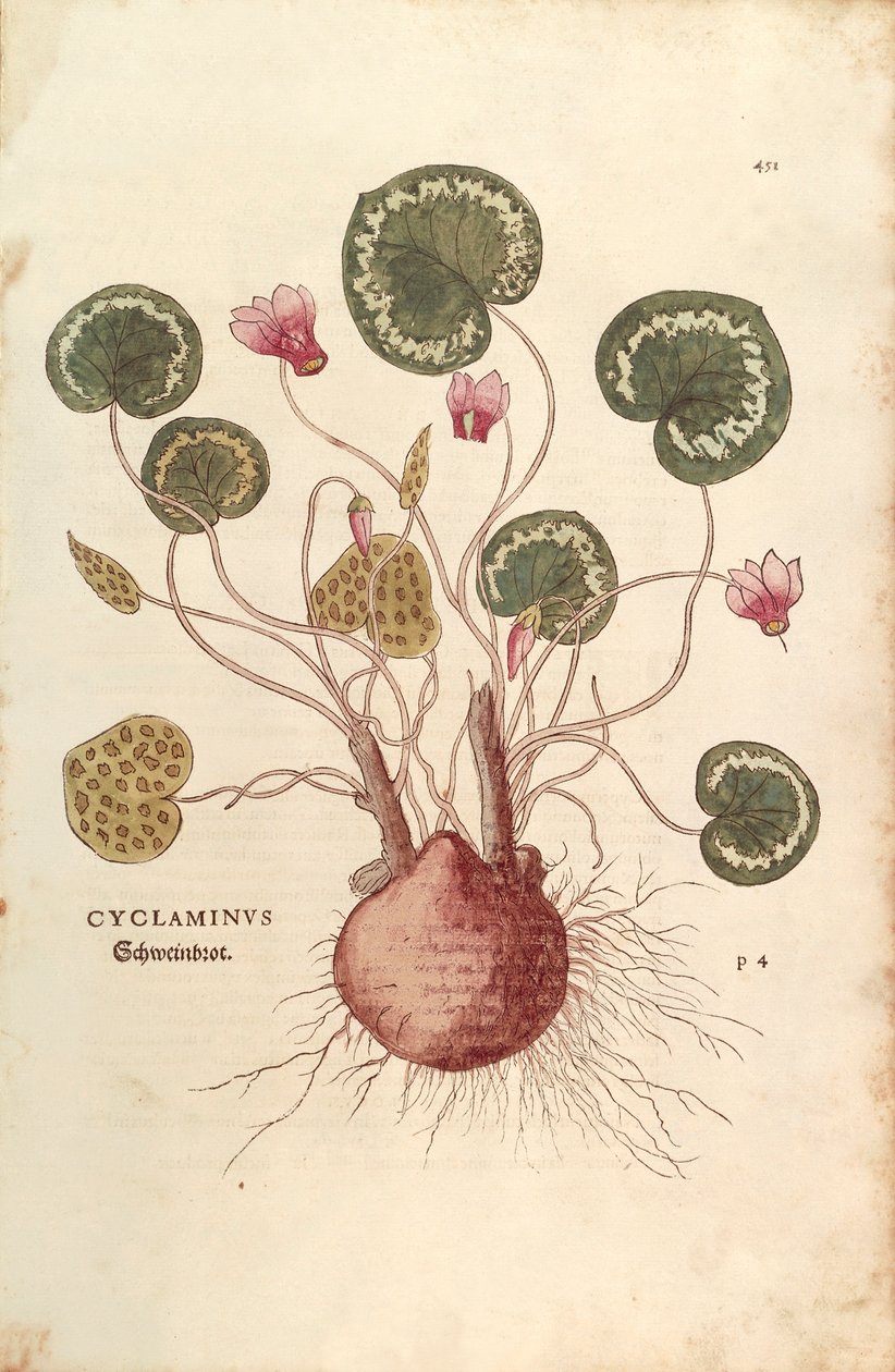 Cyclamen (Cyclaminus), Leonhart Fuchs, teoksesta De historia stirpium commentarii insignes (Huomionarvoisia kommentteja kasvien historiasta), värillinen kaiverrus. tekijältä Leonhard Fuchs