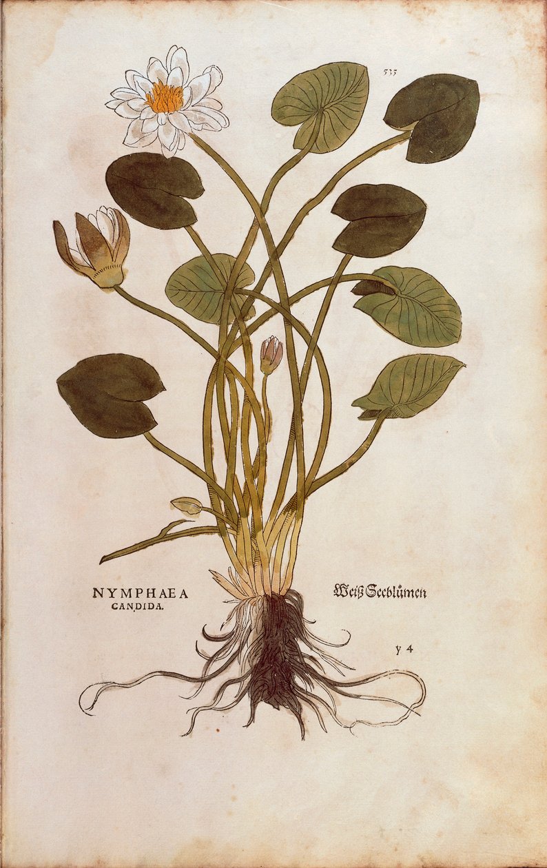 Euroopan valkoinen lumme tai valkoinen lootus - Nymphaea alba (Nymphaea candida), kirjoittanut Leonhart Fuchs julkaisusta De historia stirpium commentarii insignes (Huomattavia kommentteja kasvien historiasta), värillinen kaiverrus tekijältä Leonhard Fuchs