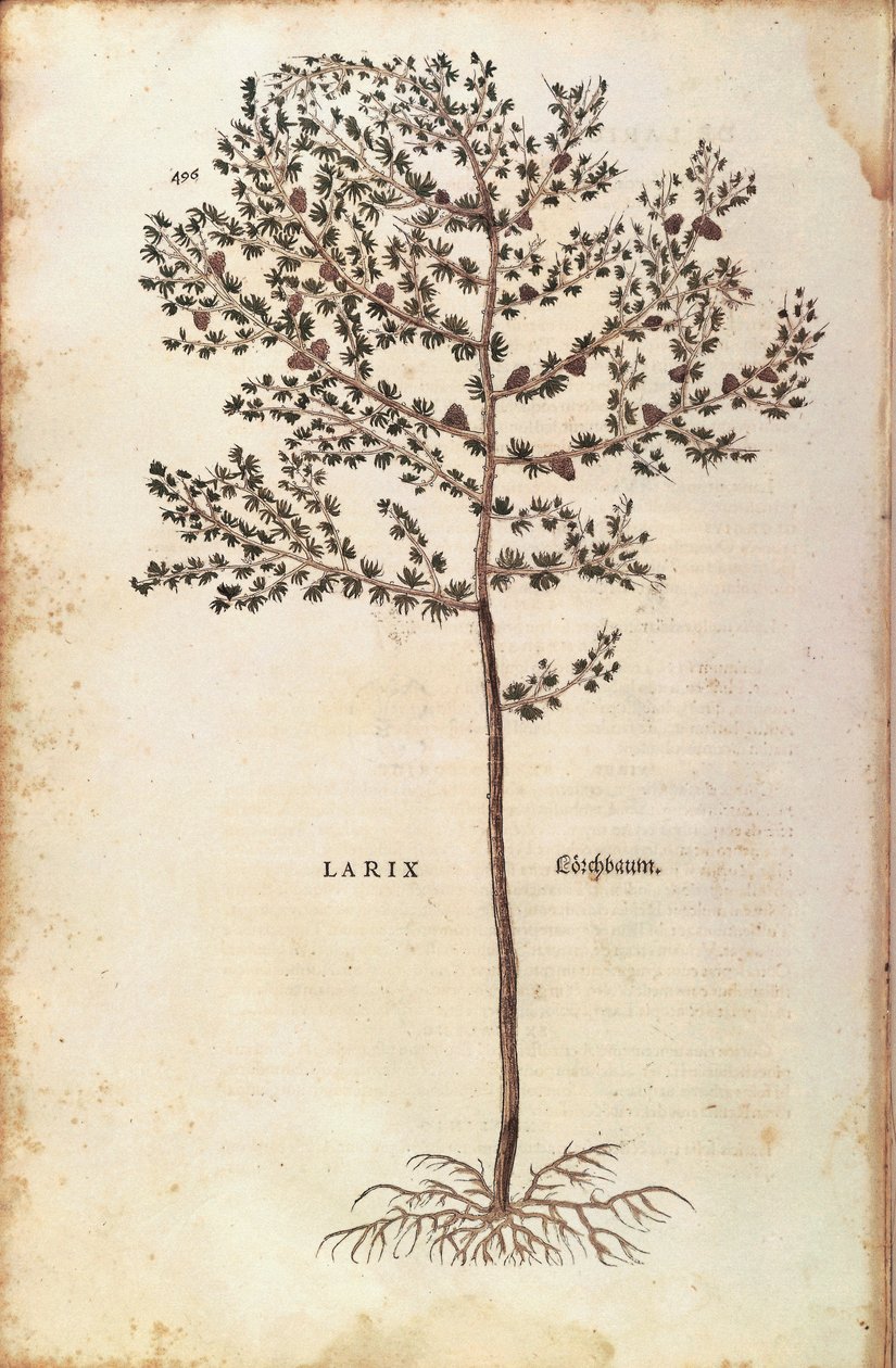 Làrix europeu (Larix decidua) de Leonhart Fuchs de De historia stirpium commentarii insignes (Comentaris notables sobre la història de les plantes) gravat de colors finès tekijältä Leonhard Fuchs
