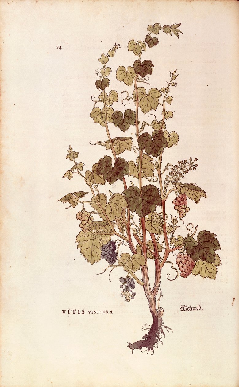 Viiniköynnös (Vitis vinifera), Leonhart Fuchs kirjasta De historia stirpium commentarii insignes (Huomattavia kommentteja kasvien historiasta), värillinen kaiverrus tekijältä Leonhard Fuchs
