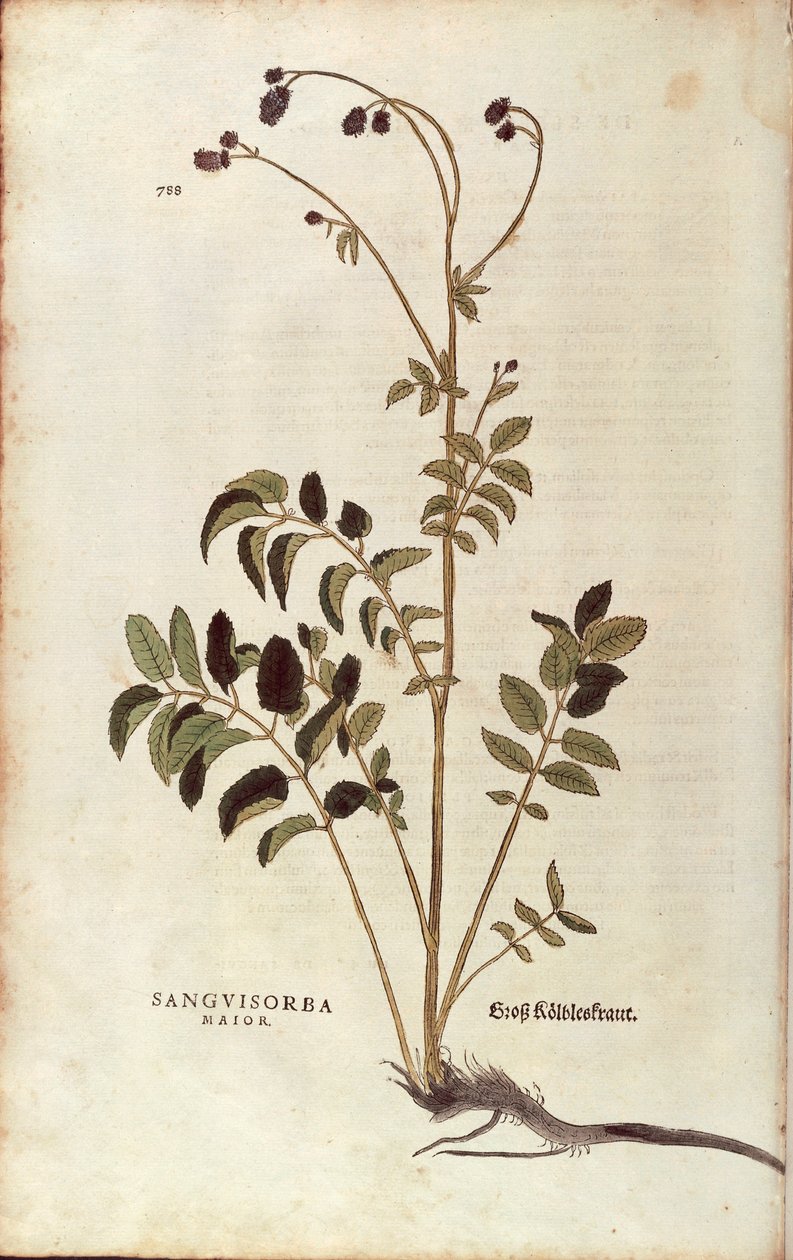 Great burnet - Sanguisorba officinalis (Sanguisorba major), kirjoittanut Leonhart Fuchs De historia stirpium commentarii insignesista (Huomattavia kommentteja kasvien historiasta) värillinen kaiverrus tekijältä Leonhard Fuchs