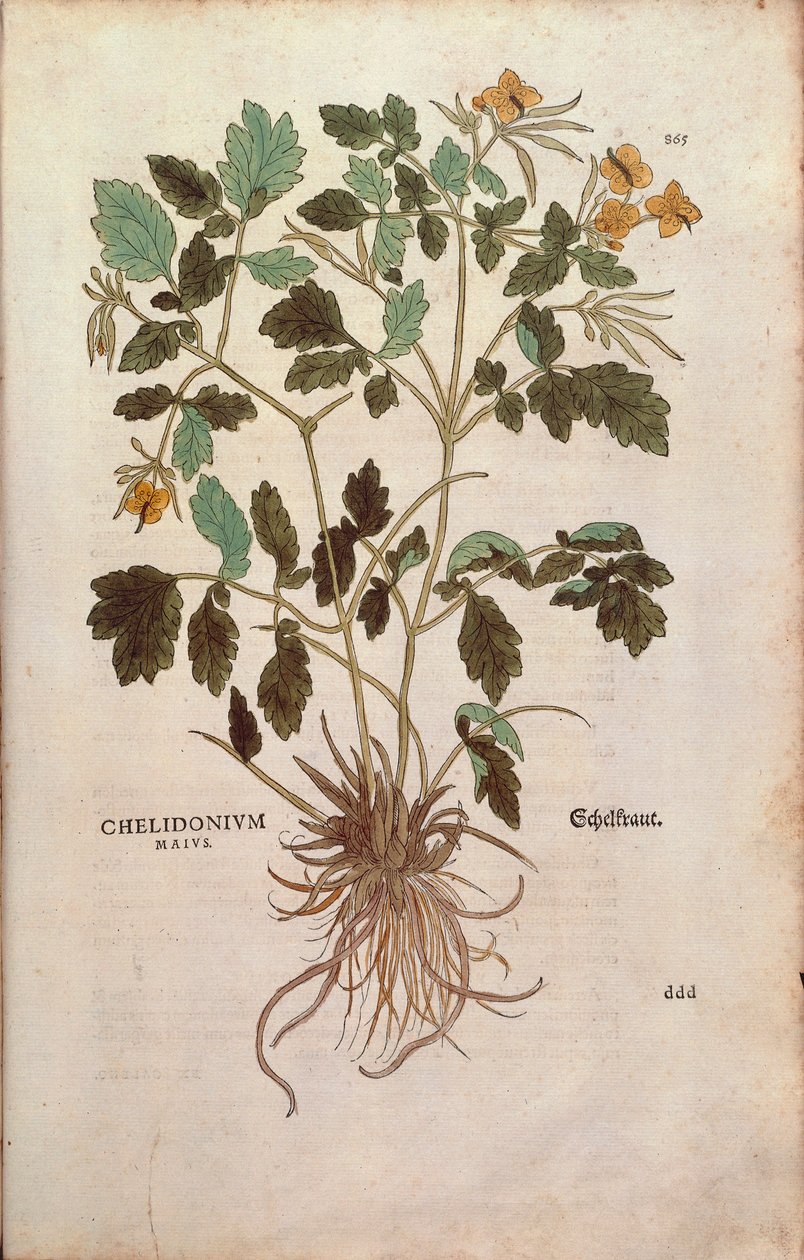 Isoverikko (Chelidonium majus), Leonhart Fuchs De historia stirpium commentarii insignesista (merkittäviä kommentteja kasvien historiasta) värillinen kaiverrus tekijältä Leonhard Fuchs